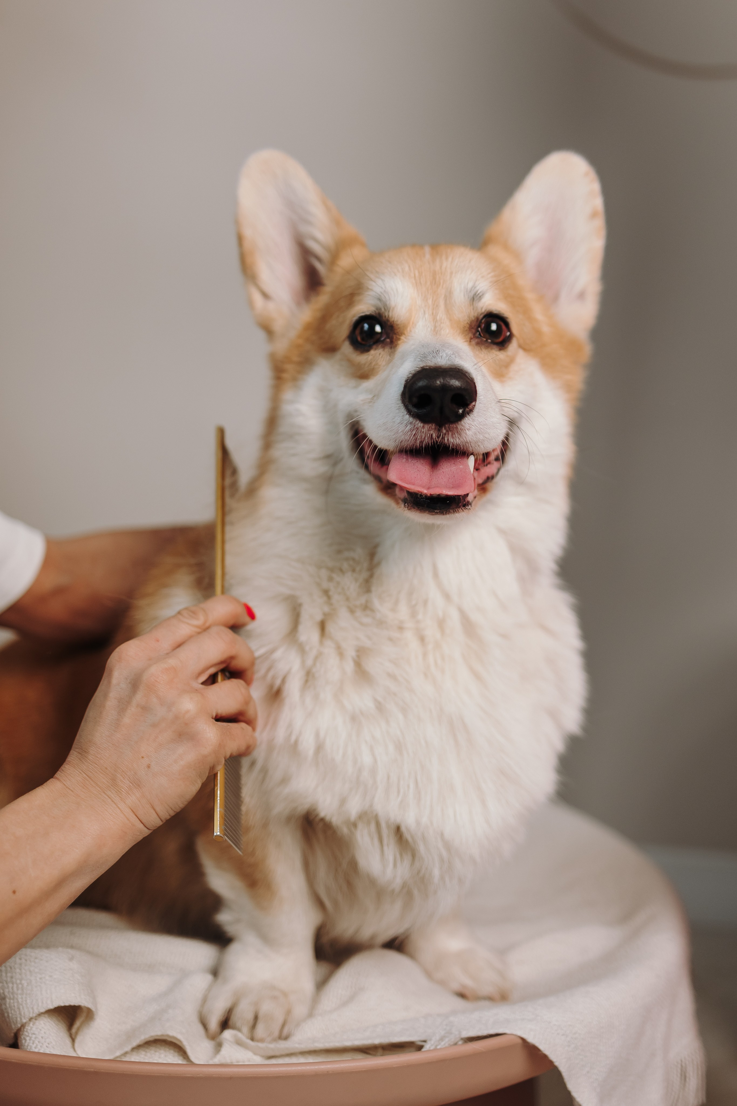 Груминг. Фотограф-анималист в Санкт-Петербурге Алина Яхонт