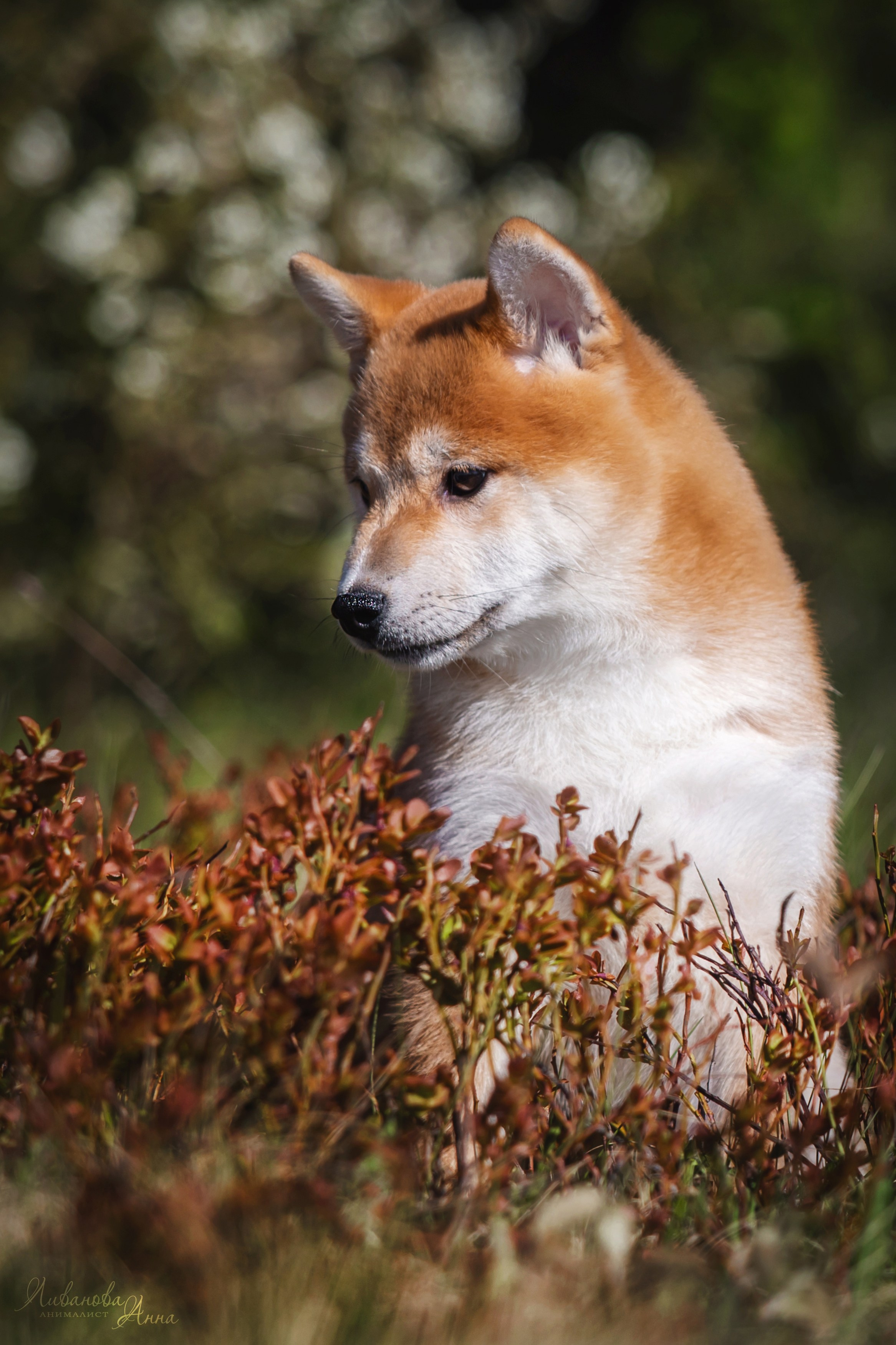 Сиба. Фотограф анималист Аня Ливанова | Рыбинск