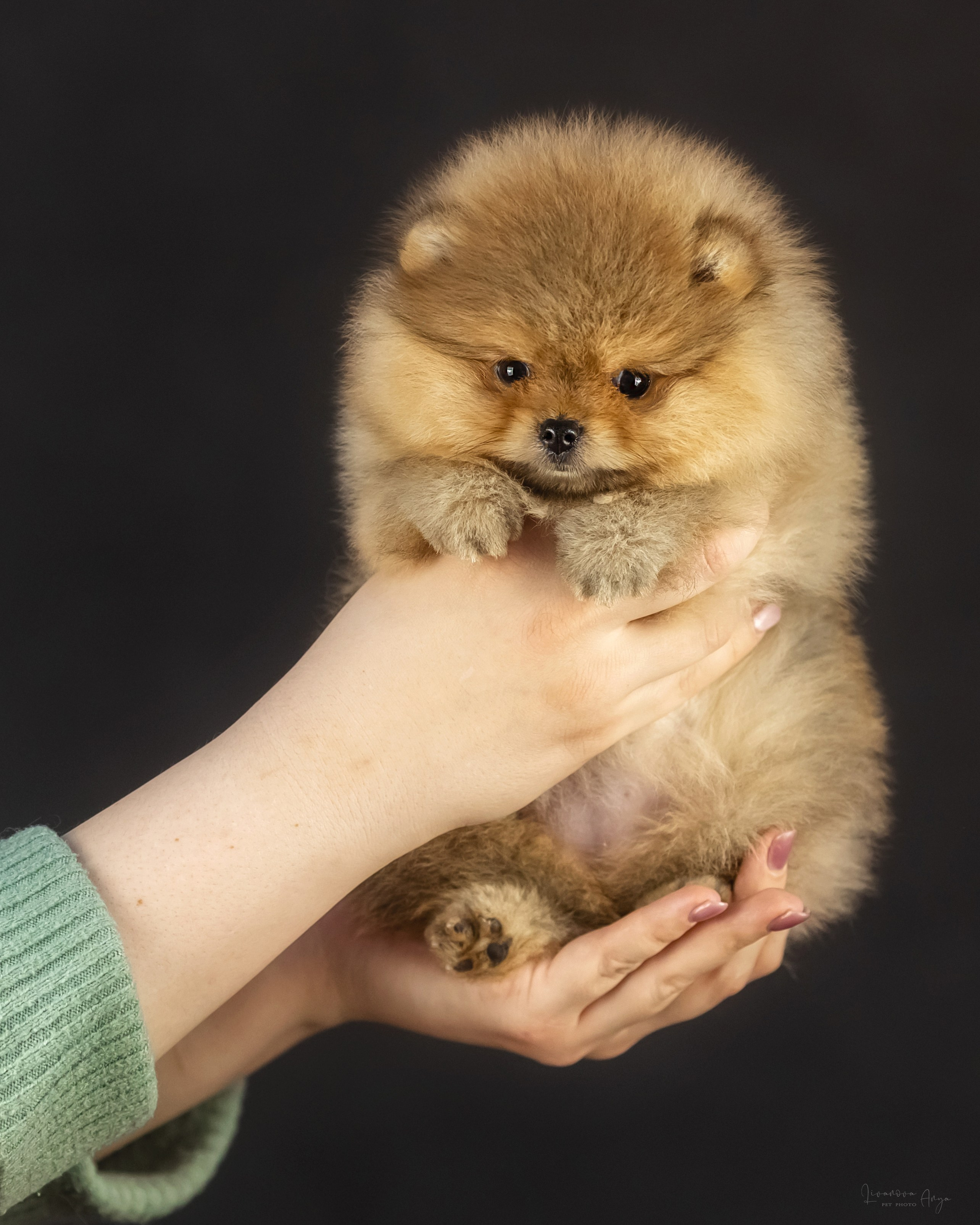 Шпикачки. Фотограф анималист Аня Ливанова | Рыбинск