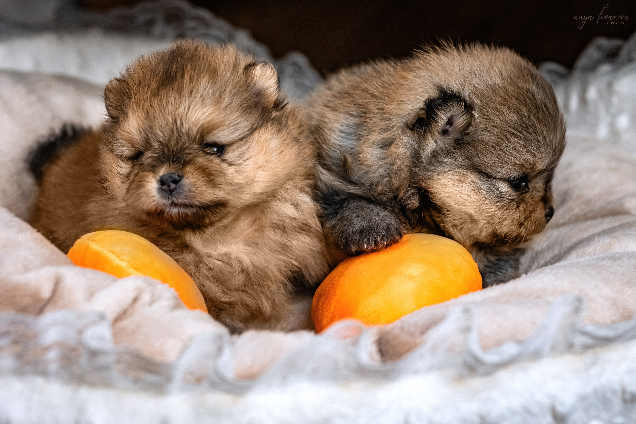 Шпицулики. Фотограф анималист Аня Ливанова | Рыбинск