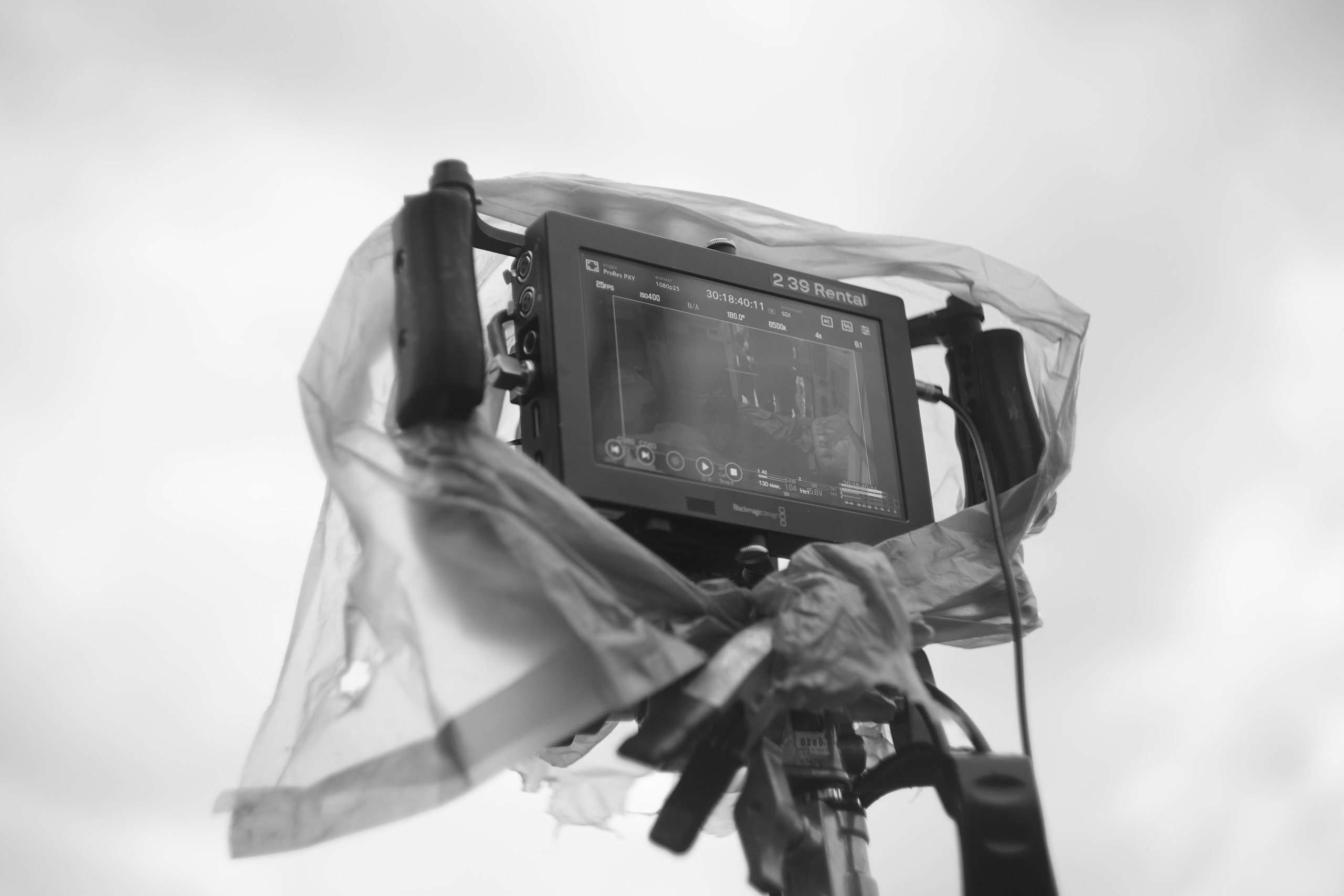 Галерея. Beardy Pix