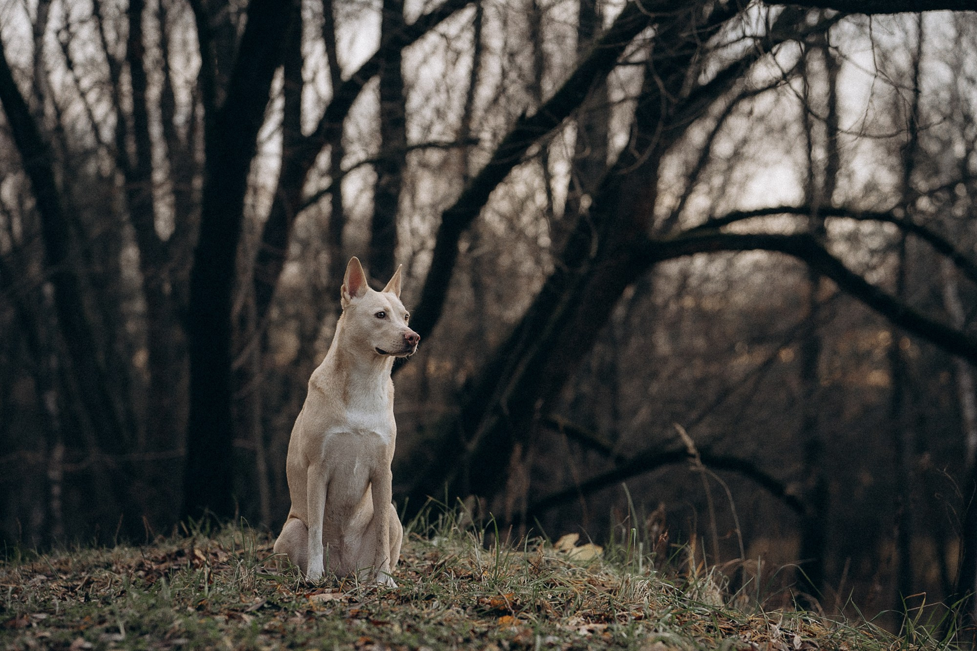 Туся. Фотограф анималист в Москве и Санкт-Петербурге Свиридова Анна