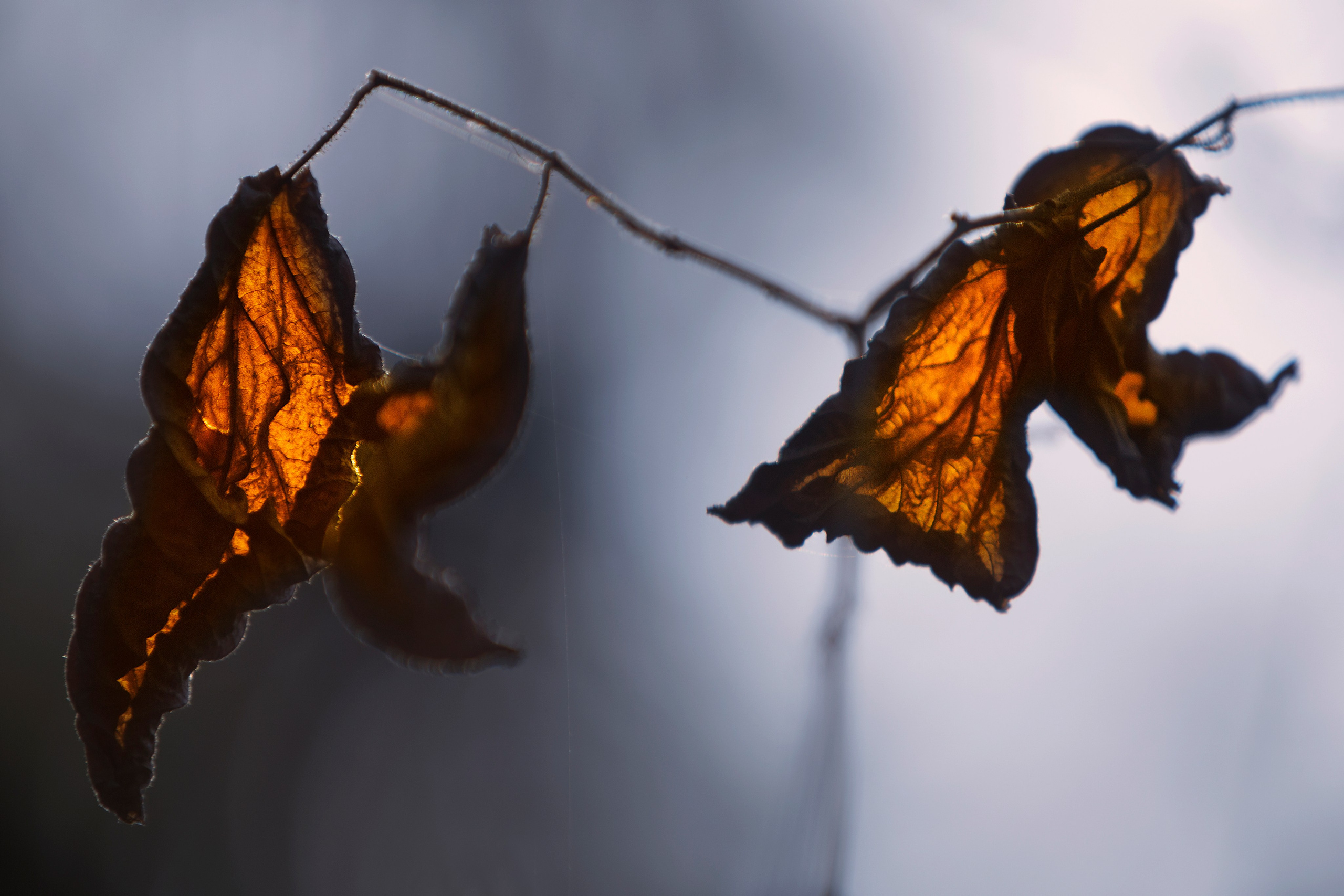 Фото. Фотограф Лагутин Анатолий