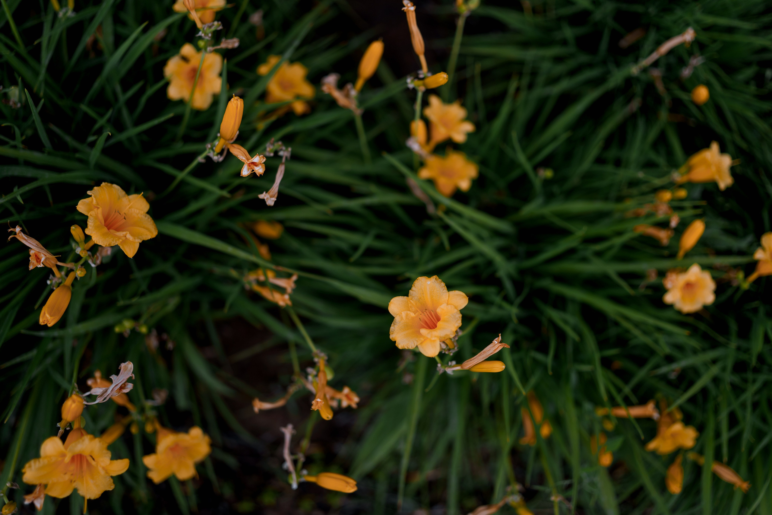 Family love. Свадебный фотограф Решетников Дмитрий