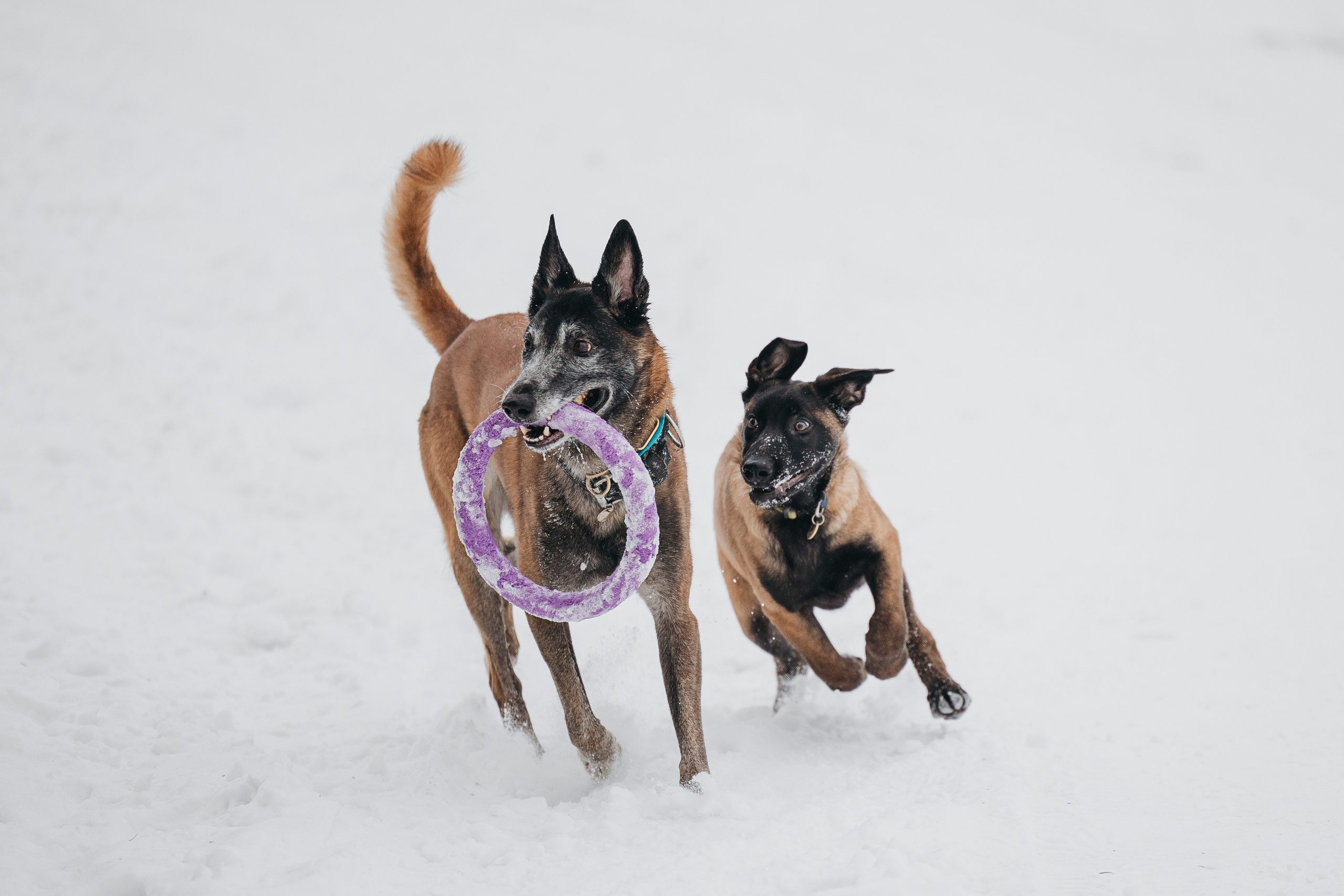 Даша, Омен, Айс и Рицу. Фотограф-анималист Анна Маринич
