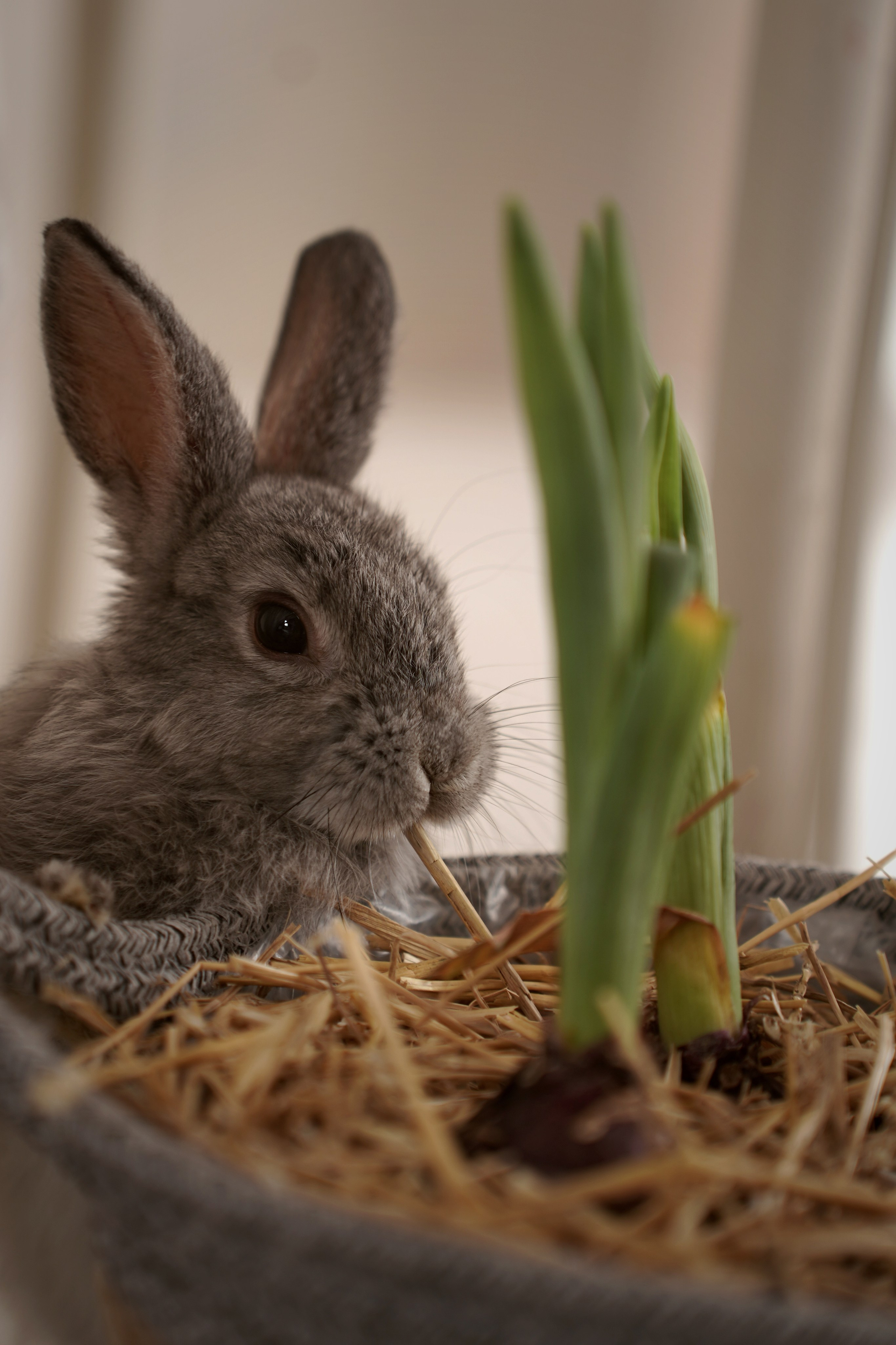 Дети и кролики. Главная