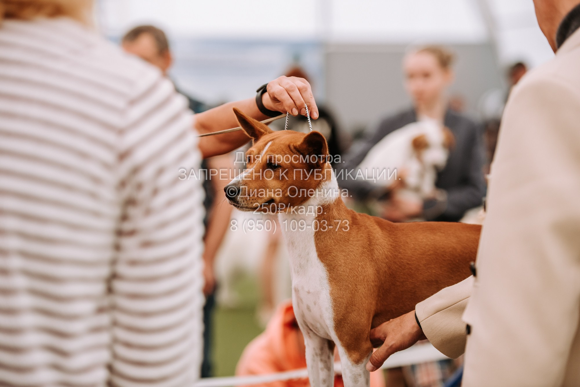 Выставка собак Красноярск 2.06. Фотограф Диана Оленина Красноярск / Братск