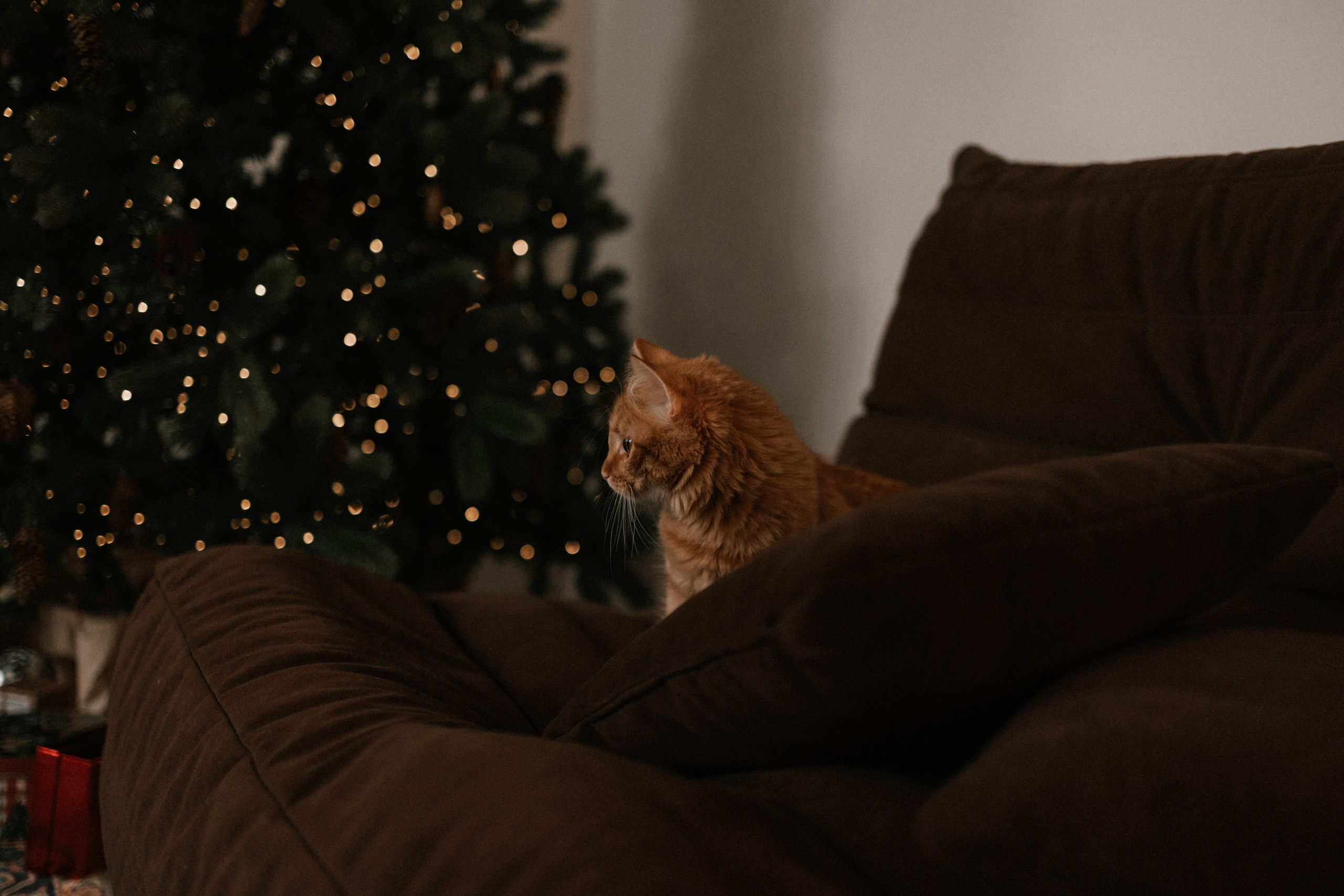 Камилла и ее девочки. Фотограф — Анималист | Санкт-Петербург