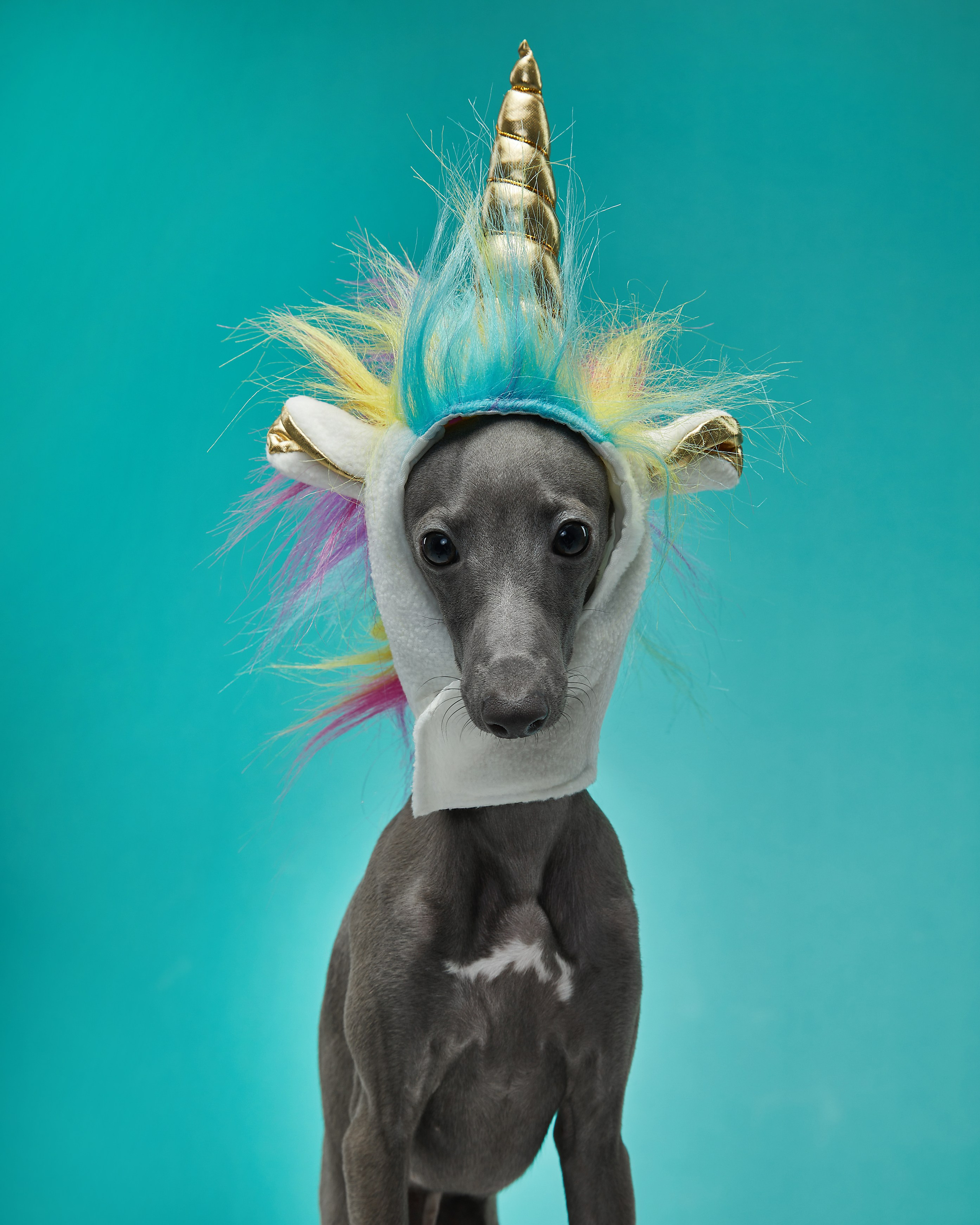 Pets Photography / Фотограф Собак