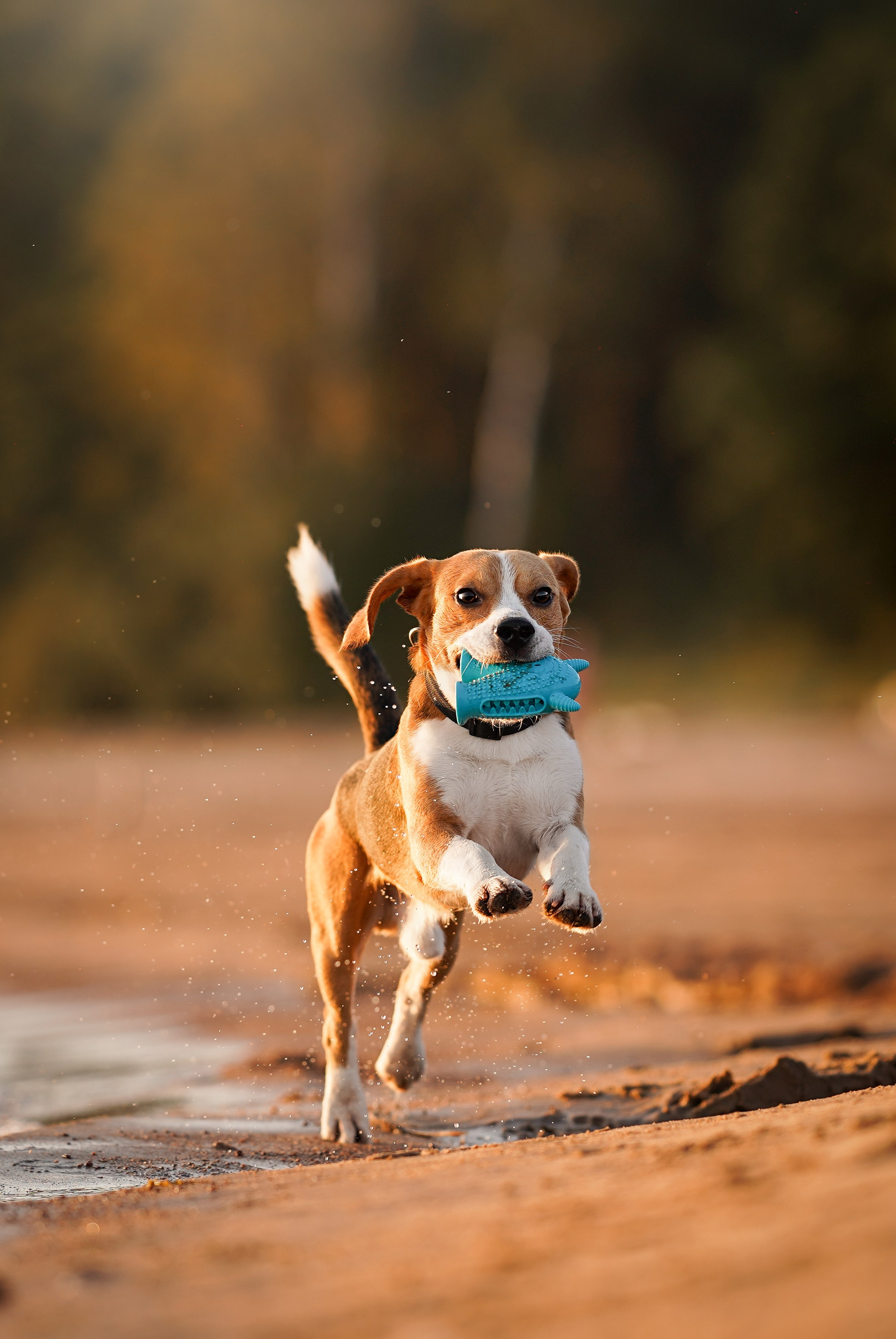 Оля Леша и Ричард. Фотограф-анималист в Санкт-Петербурге Яна Мартынова
