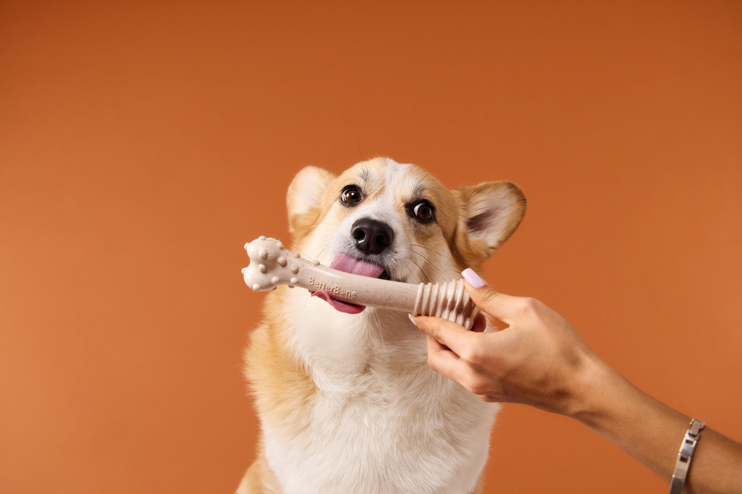 Commercial photography. Фотограф-анималист Аверьянова Анна — Художественная фотосъёмка собак