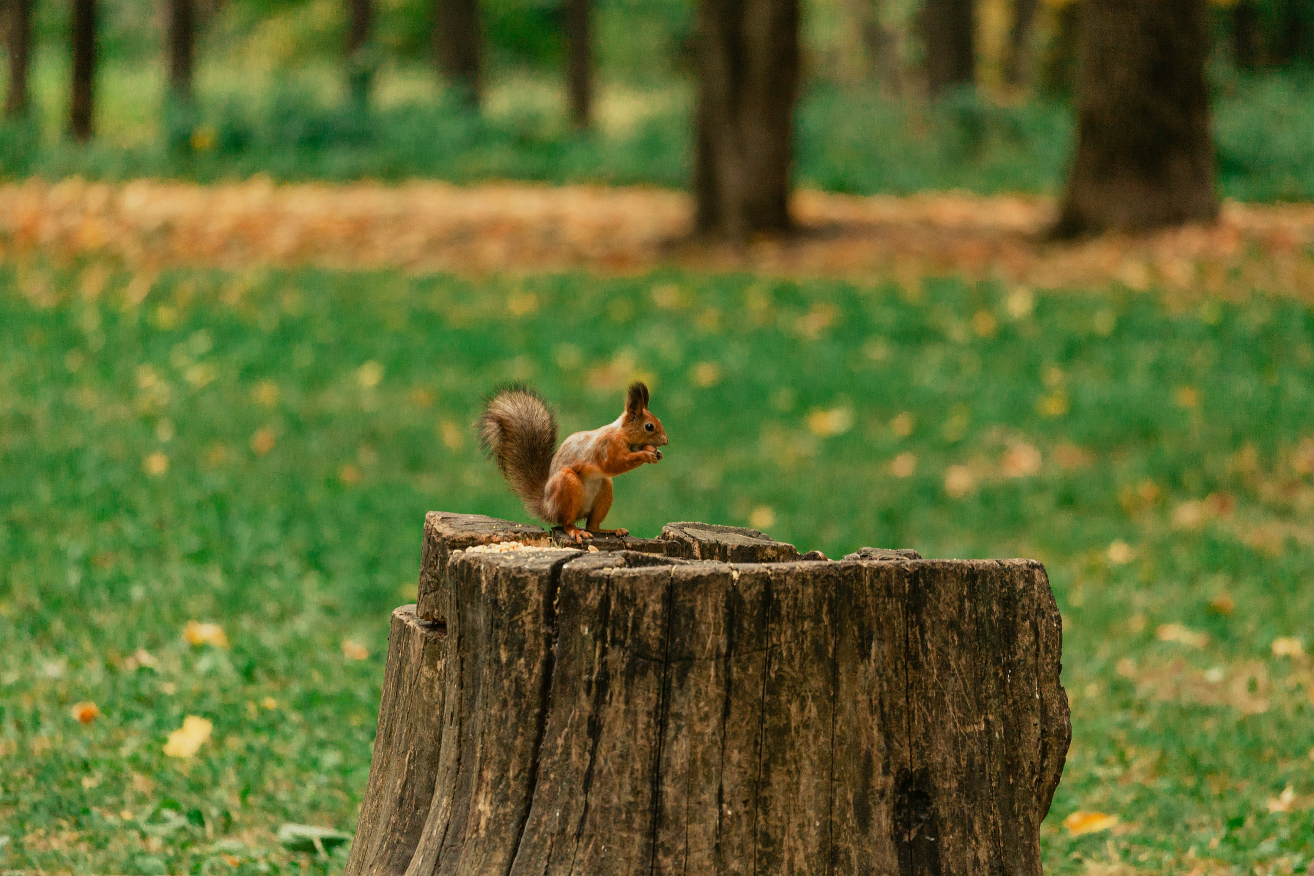 Катя и Моня. Фотограф-анималист Татьяна Степанова