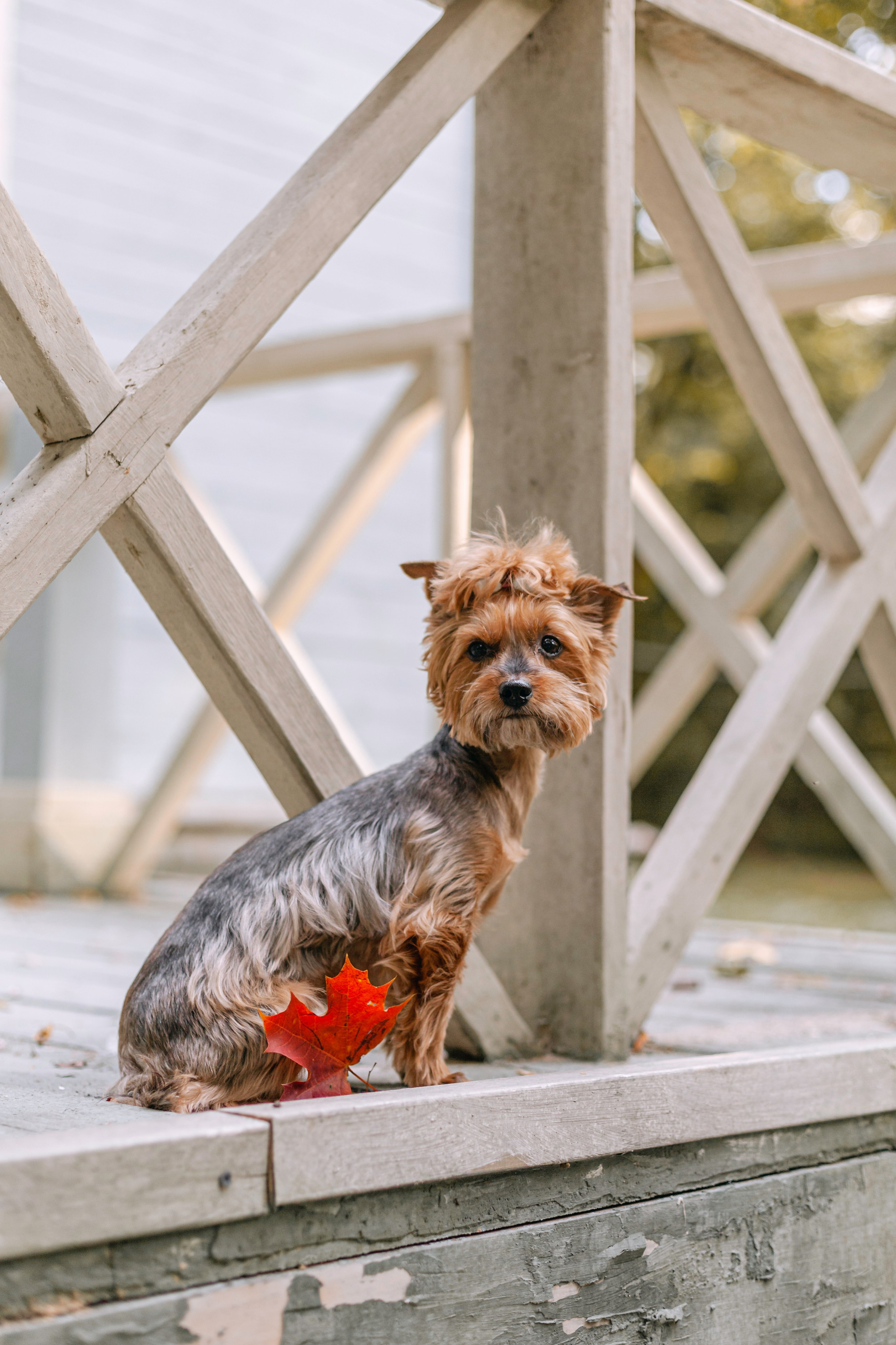 Катя и Моня. Фотограф-анималист Татьяна Степанова