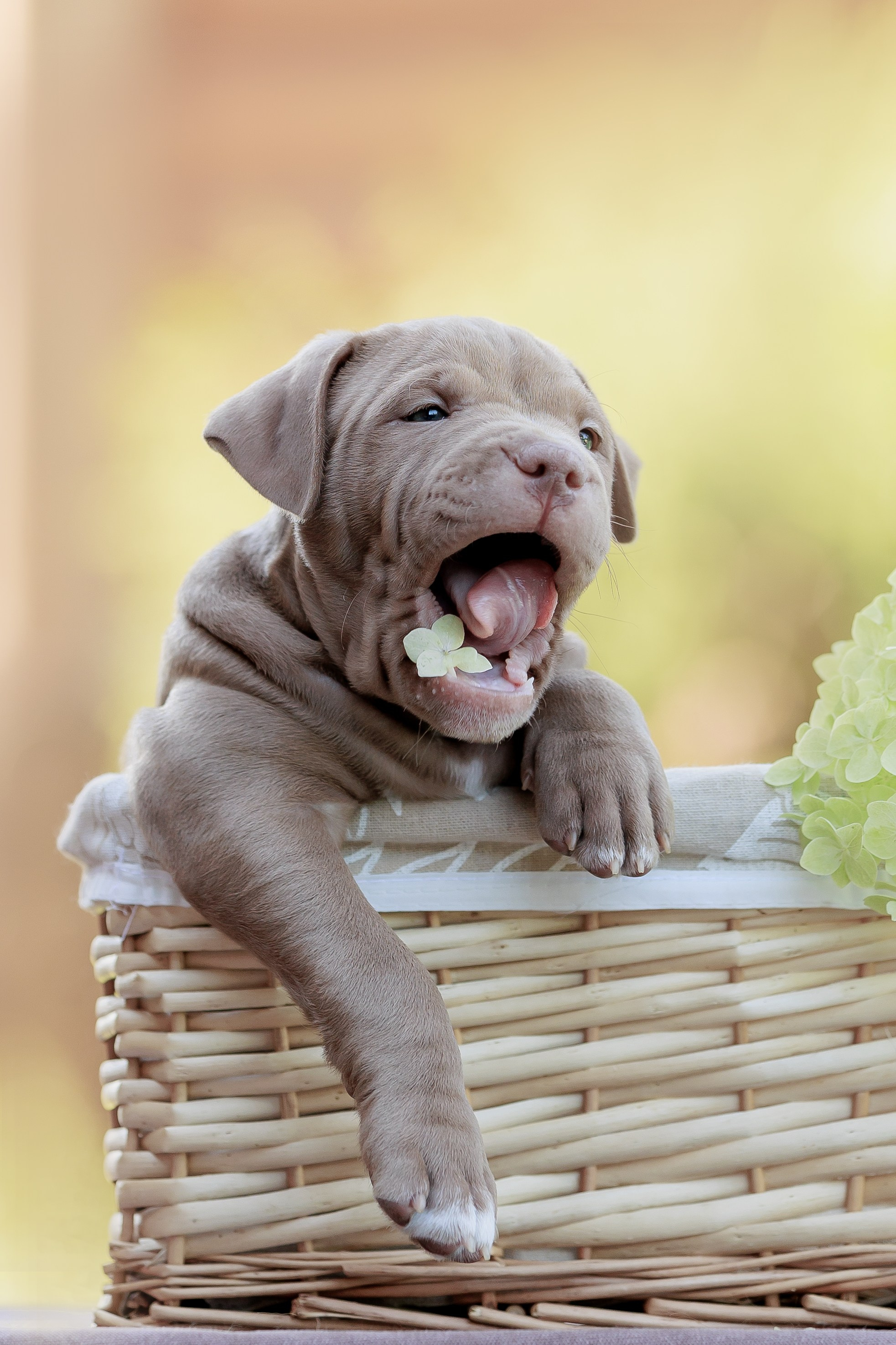 Анималистика. Репортажный фотограф Мария Мадзик