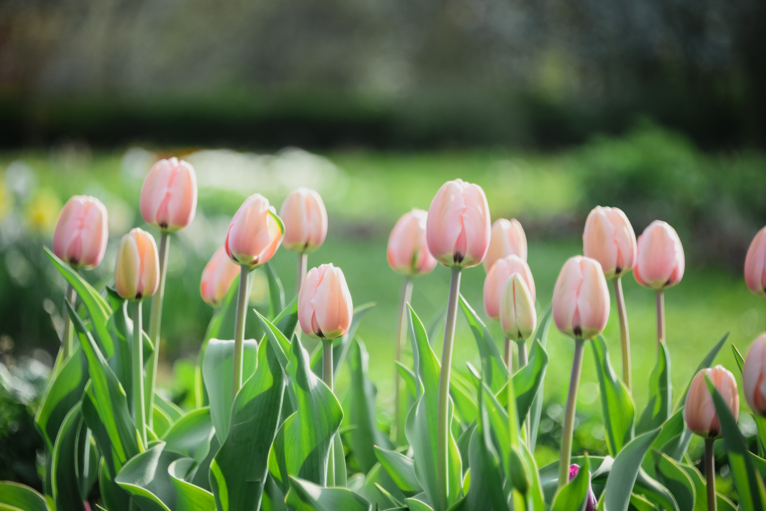Красивые нежные розовые тюльпаны весной в парке. Природа, солнечный день. Красота в природе. Красивый цветочный фон. Весенние цветы.