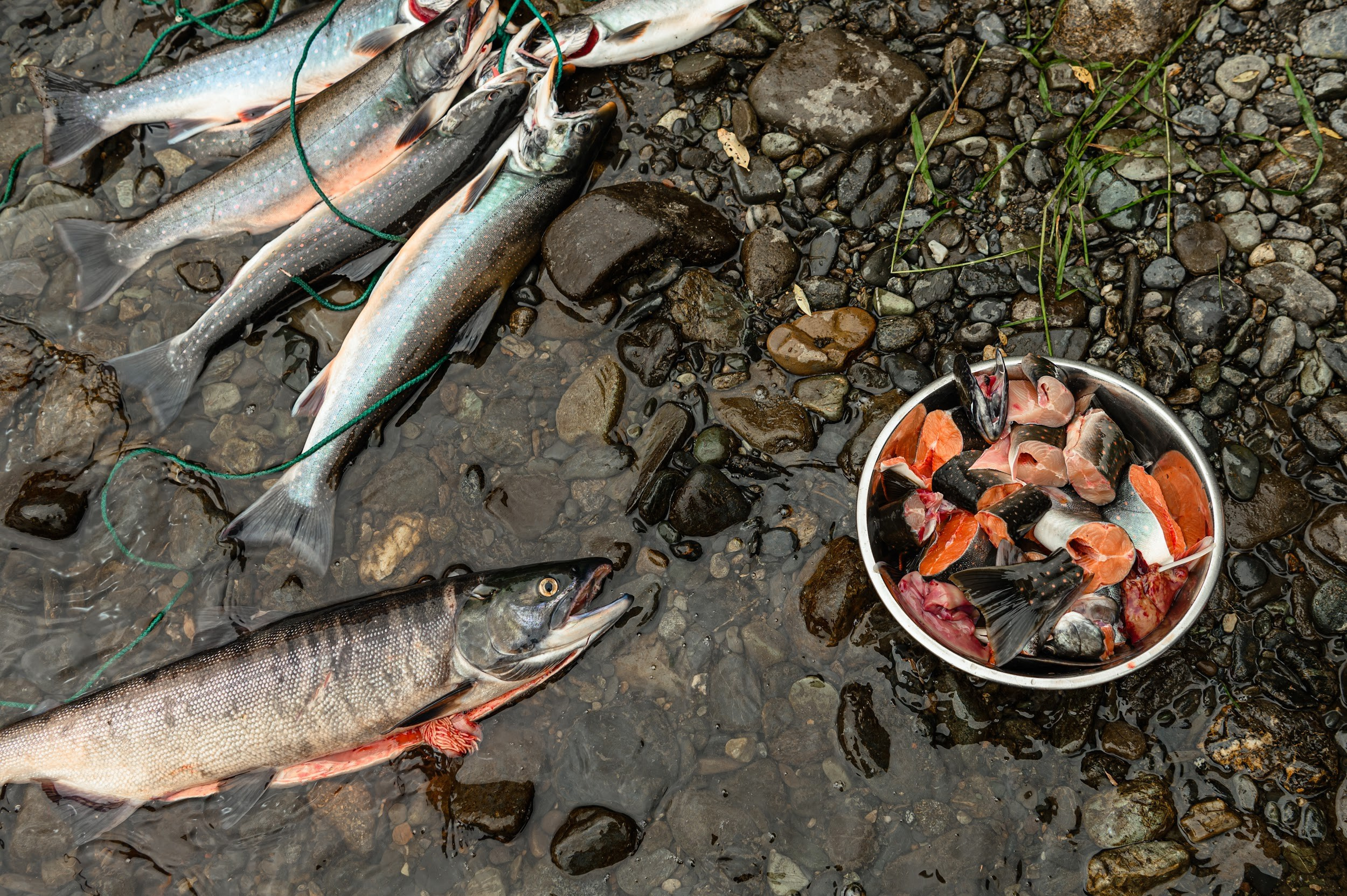 Камчатка 08.2024. Фотограф Марина Росси