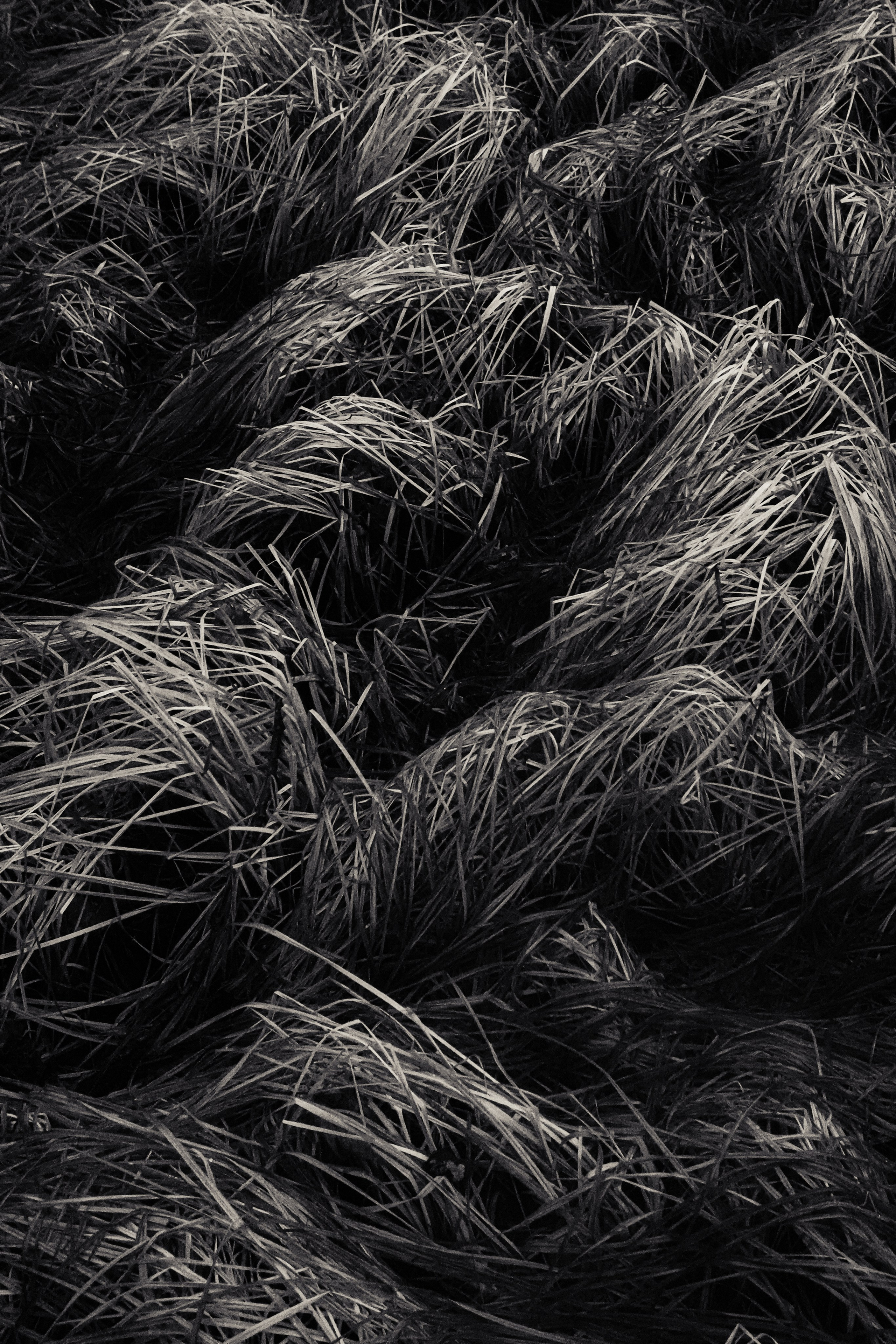 Пленишник. Фотограф Алиса Аспер