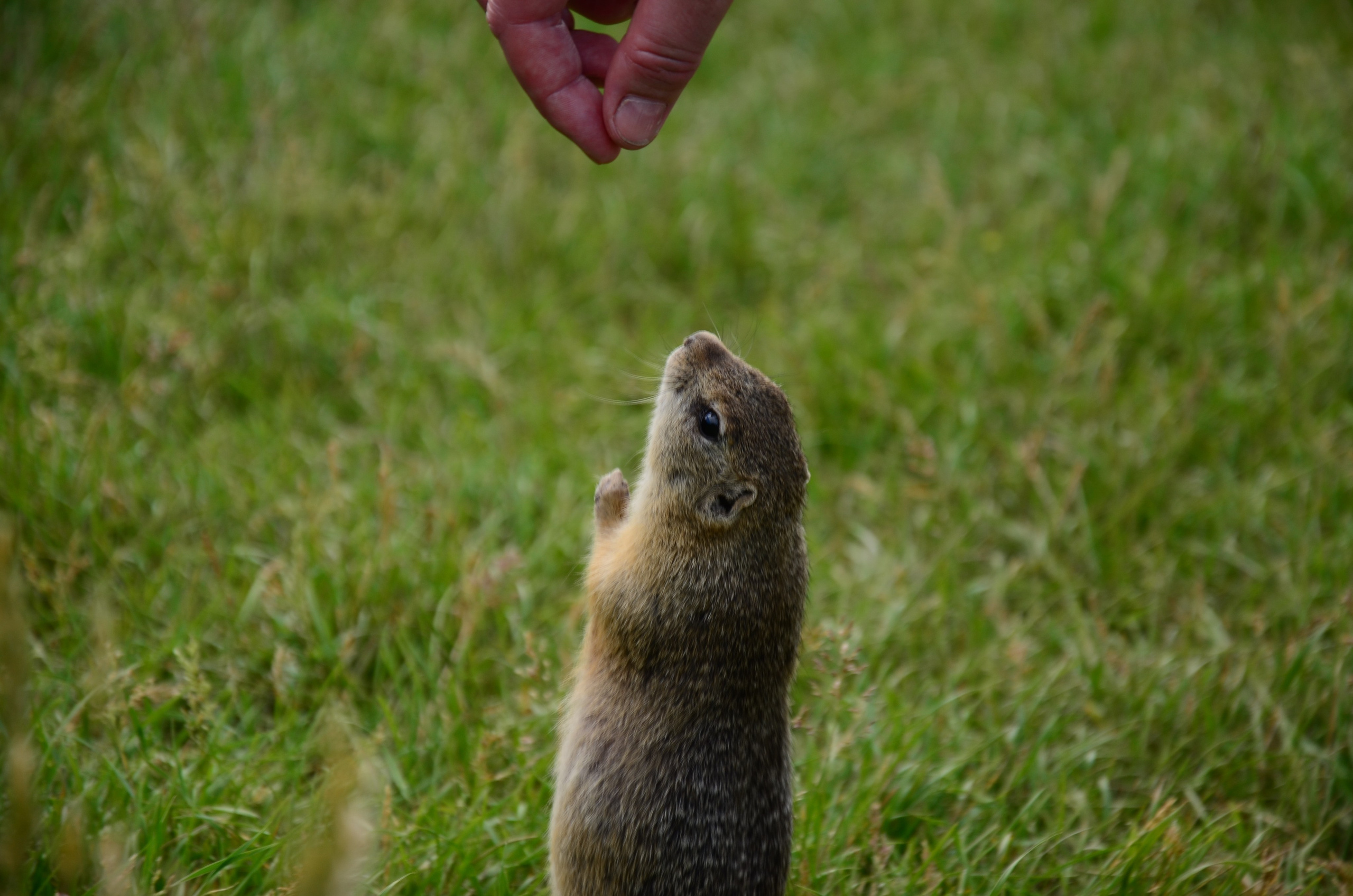 Дары природы. Фотограф viktor viktor
