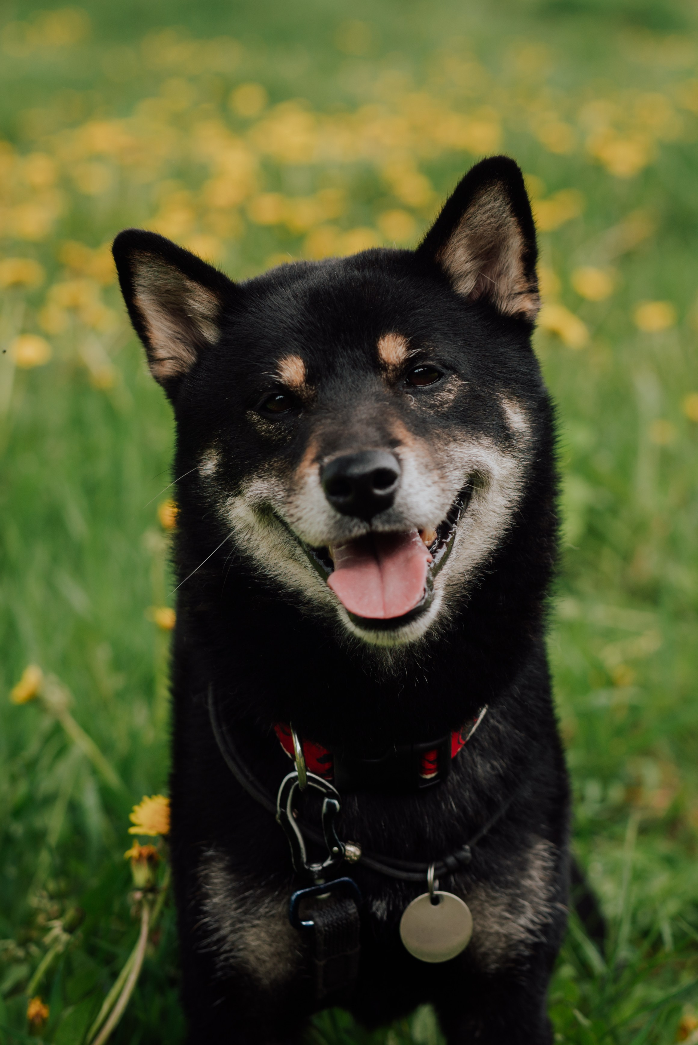 Животные. Фотограф в Санкт-Петербурге и Ленинградской области