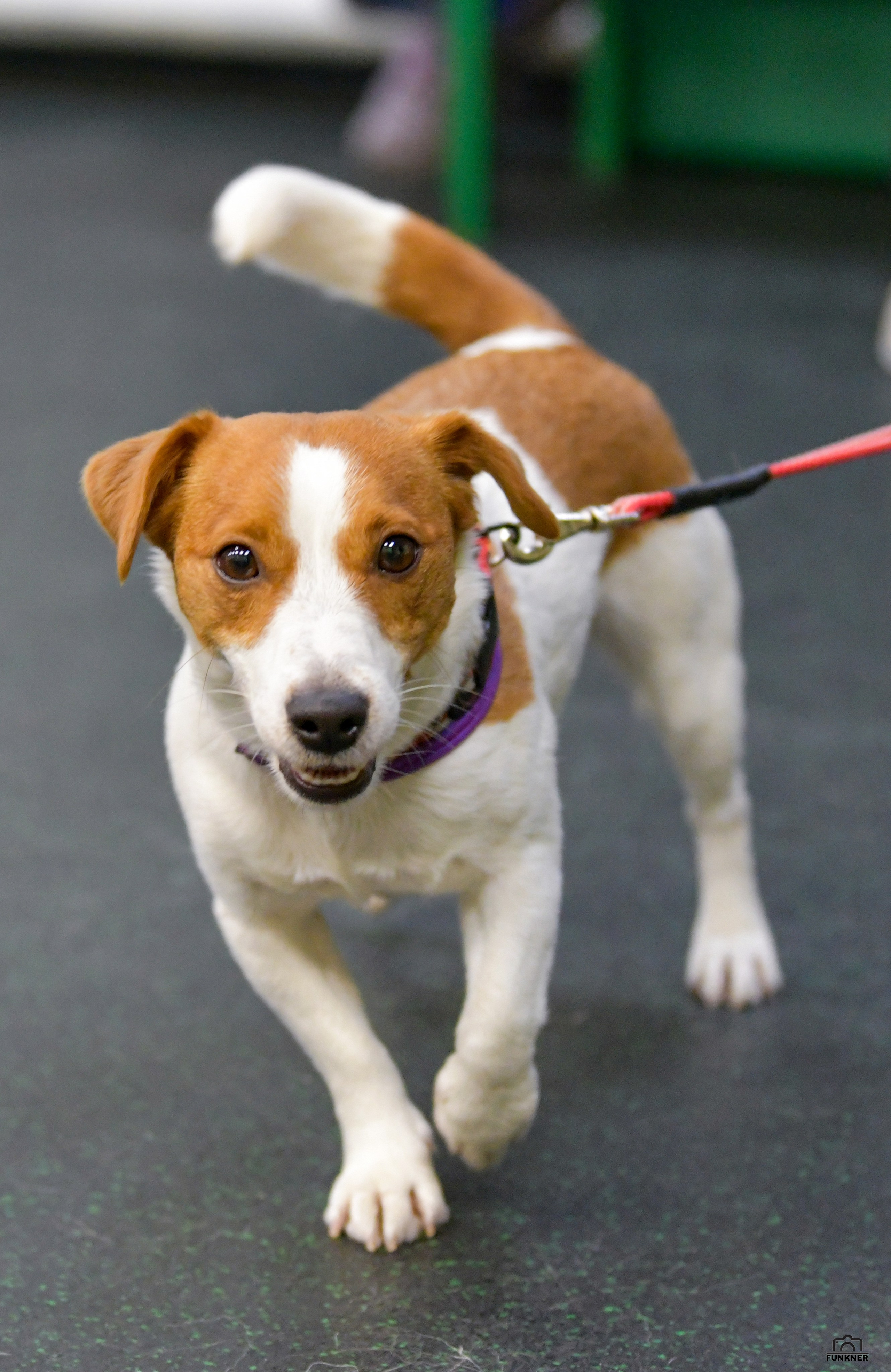 Кинологический клуб «Бодрый хвост». Свой взгляд через объектив