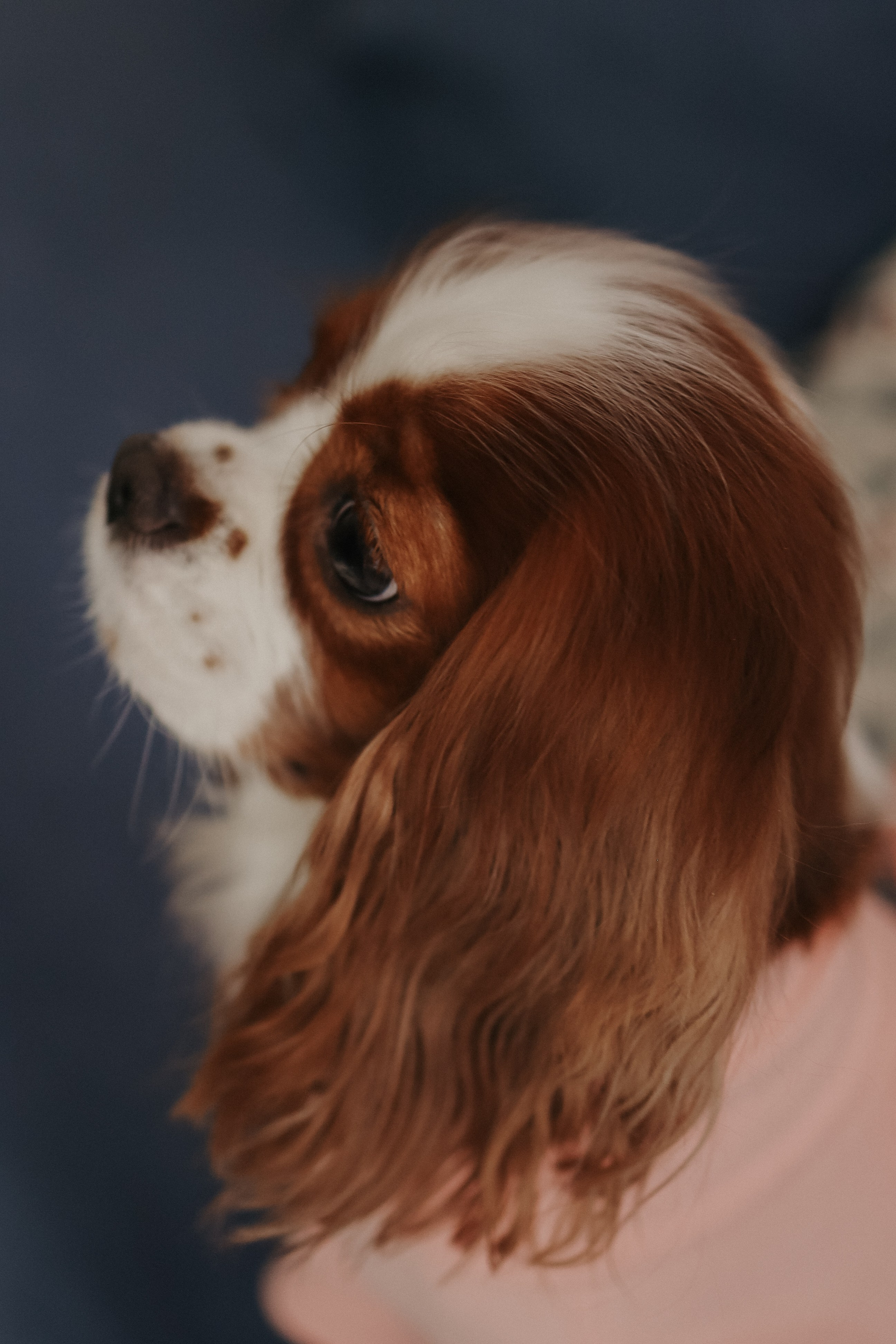 Про любовь и семью. Свадебный и портретный фотограф в Москве Даша Бондарева