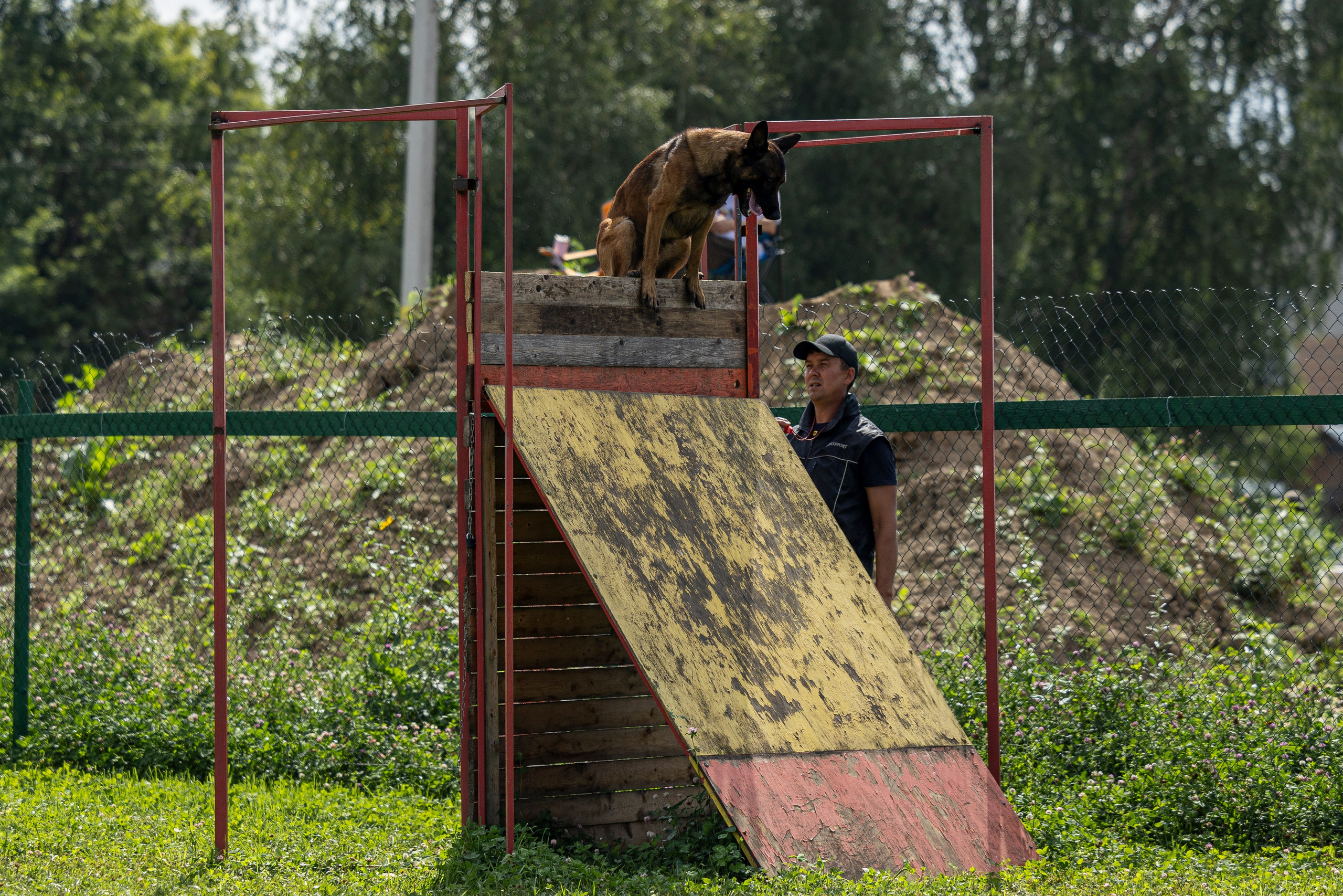 Соревнования по Мондьорингу г. Вологда 10-11.08.2024. Фотограф-анималист Анна Маринич
