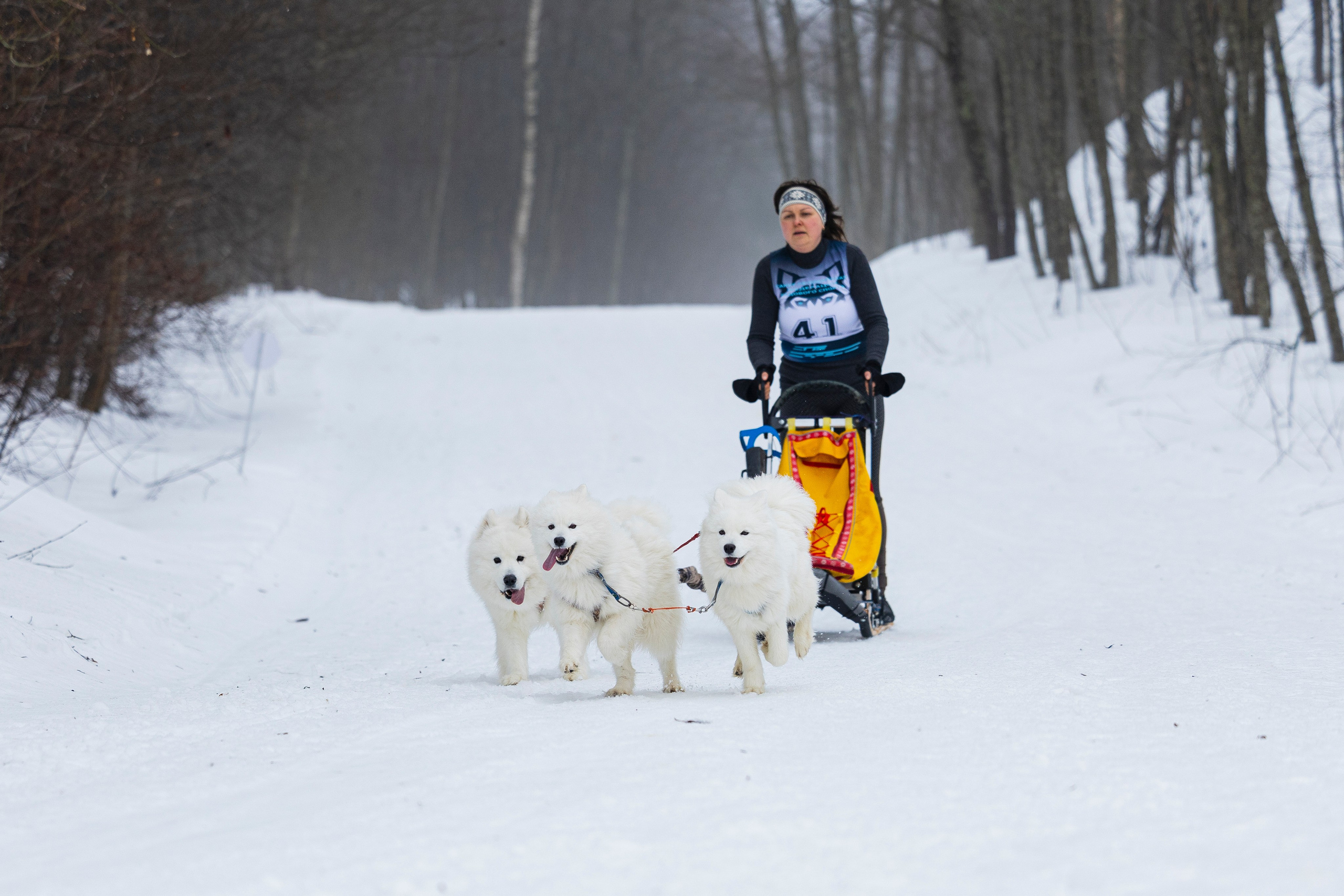 Зимний Чемпионат Санкт-Петербурга по ездовому спорту. Фотограф-анималист Анна Маринич