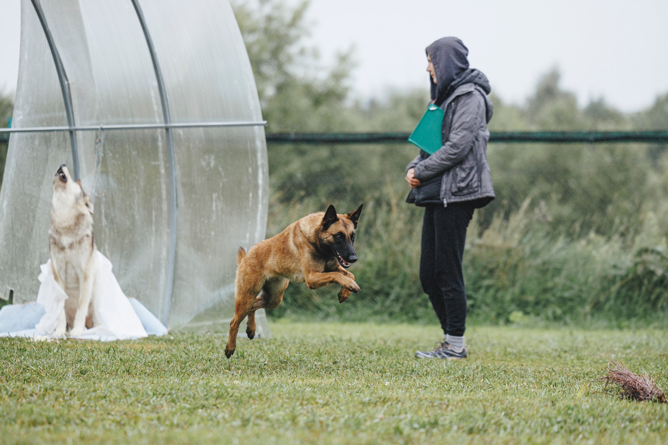 08.08.25-10.08.25 ЧР по мондьорингу г. Вологда. Фотограф-анималист Анна Маринич