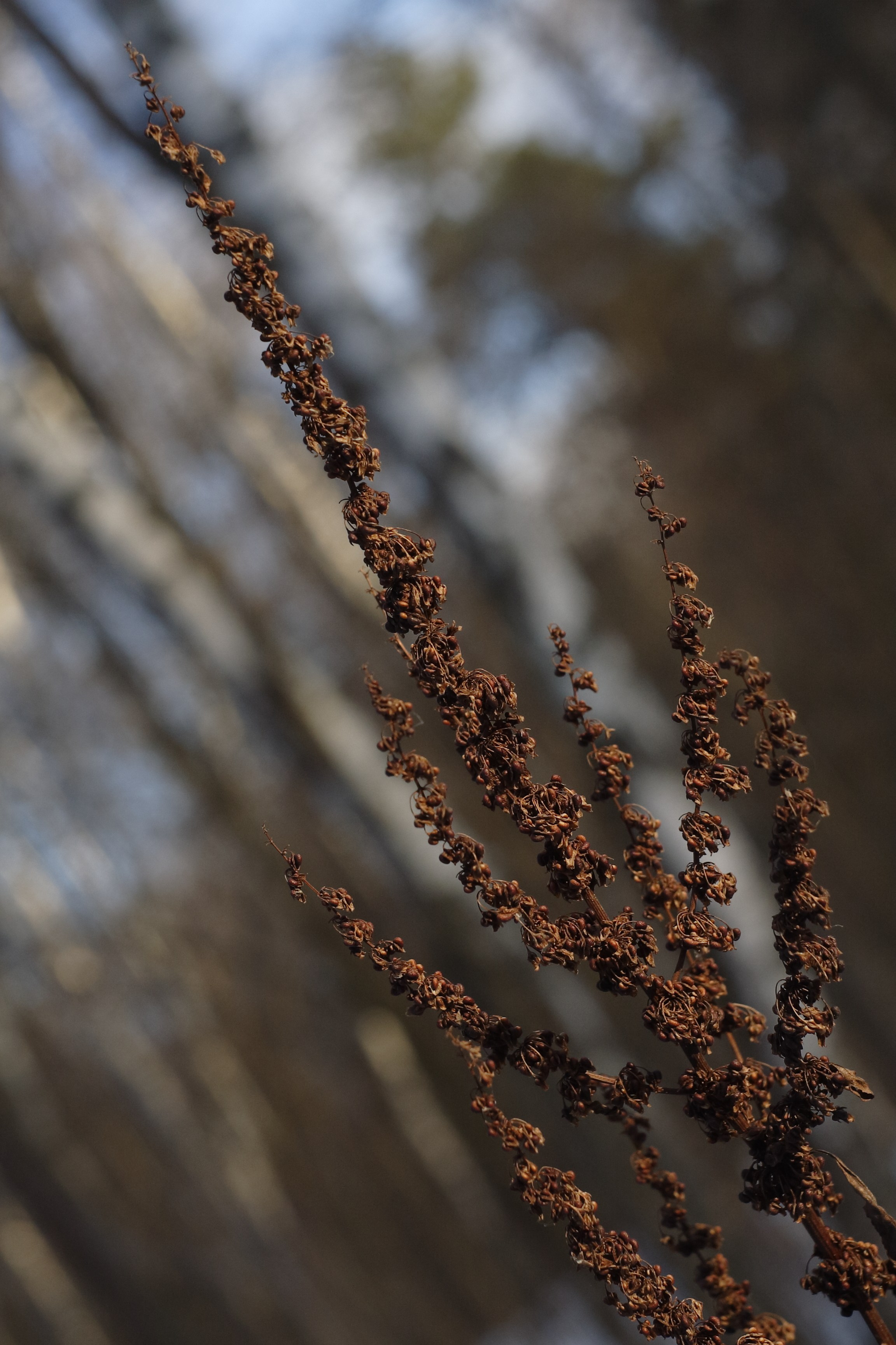 Старое природное, отбирала Katamount (Катерина Горохова). Главная