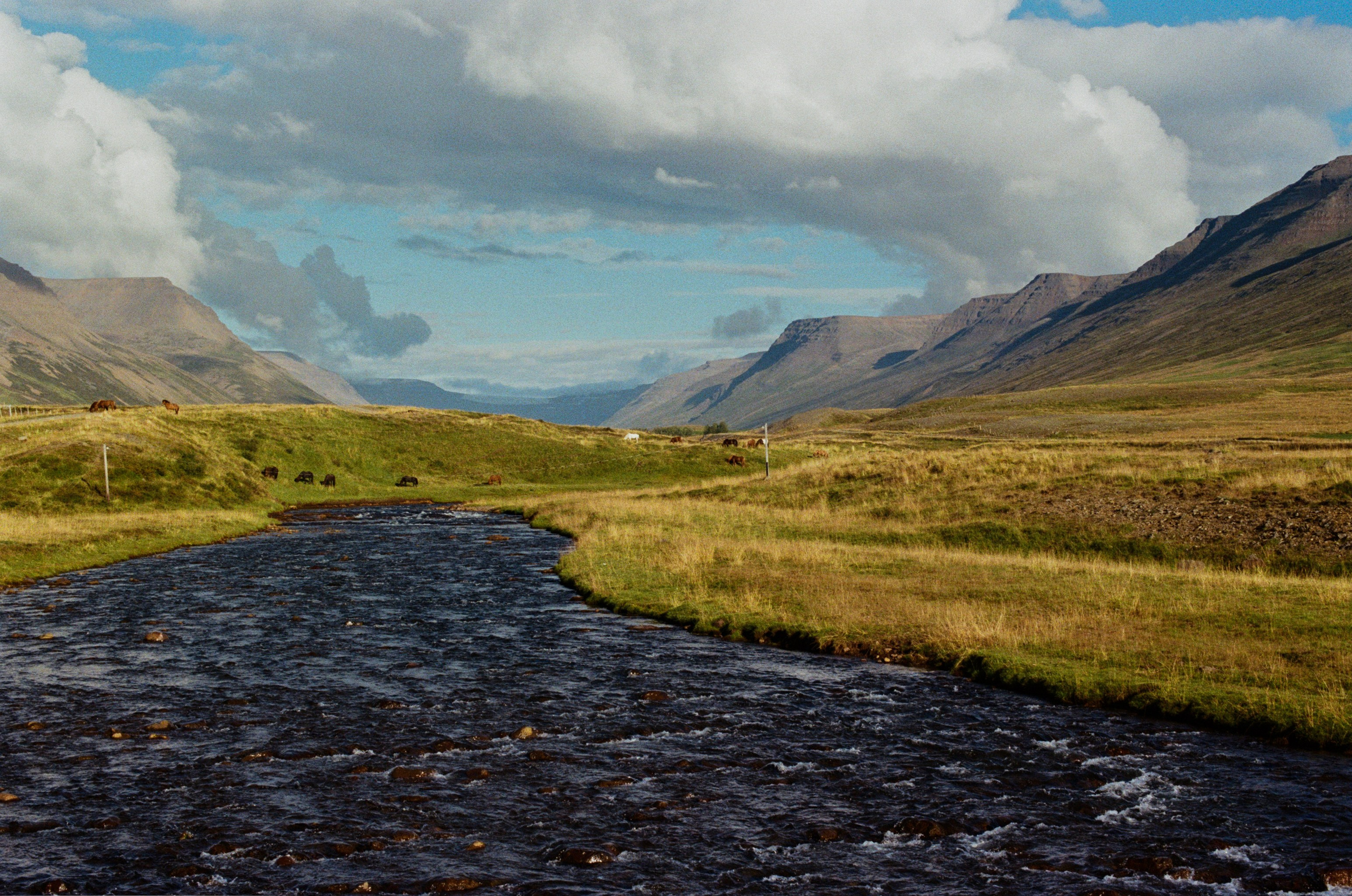 Vor i vaglaskogi // iceland, 724. EVER EXPOSED