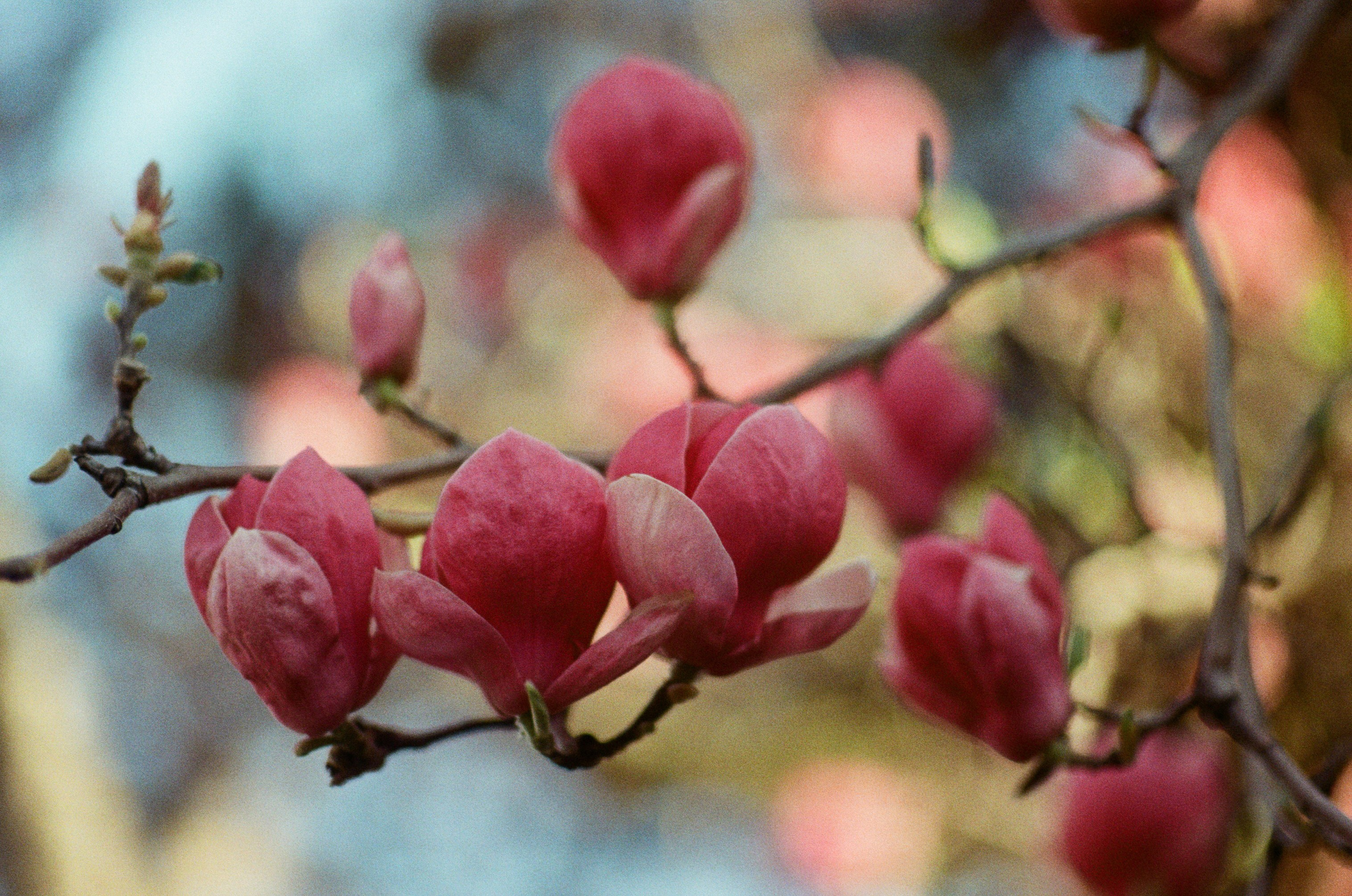 Sakura blues // ukraine, crimea II. EVER EXPOSED
