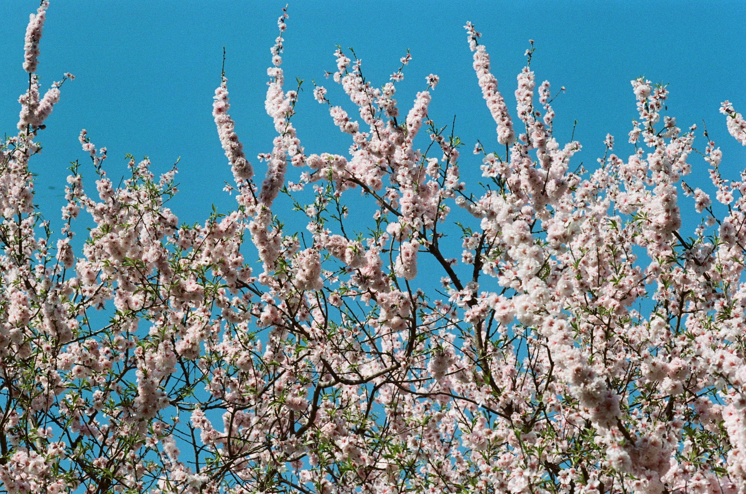 Sakura blues // ukraine, crimea. EVER EXPOSED