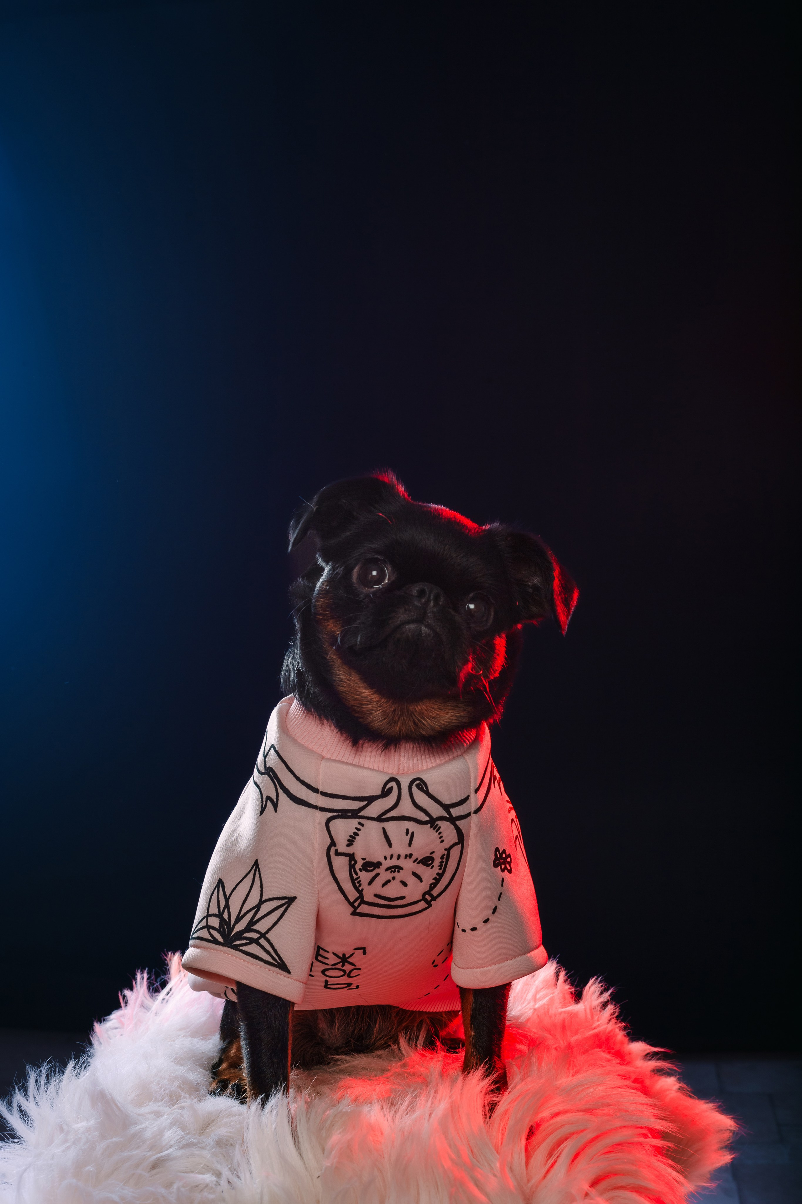 Студийная фотосессия с цветным светом. Фотограф-анималист Татьяна Степанова