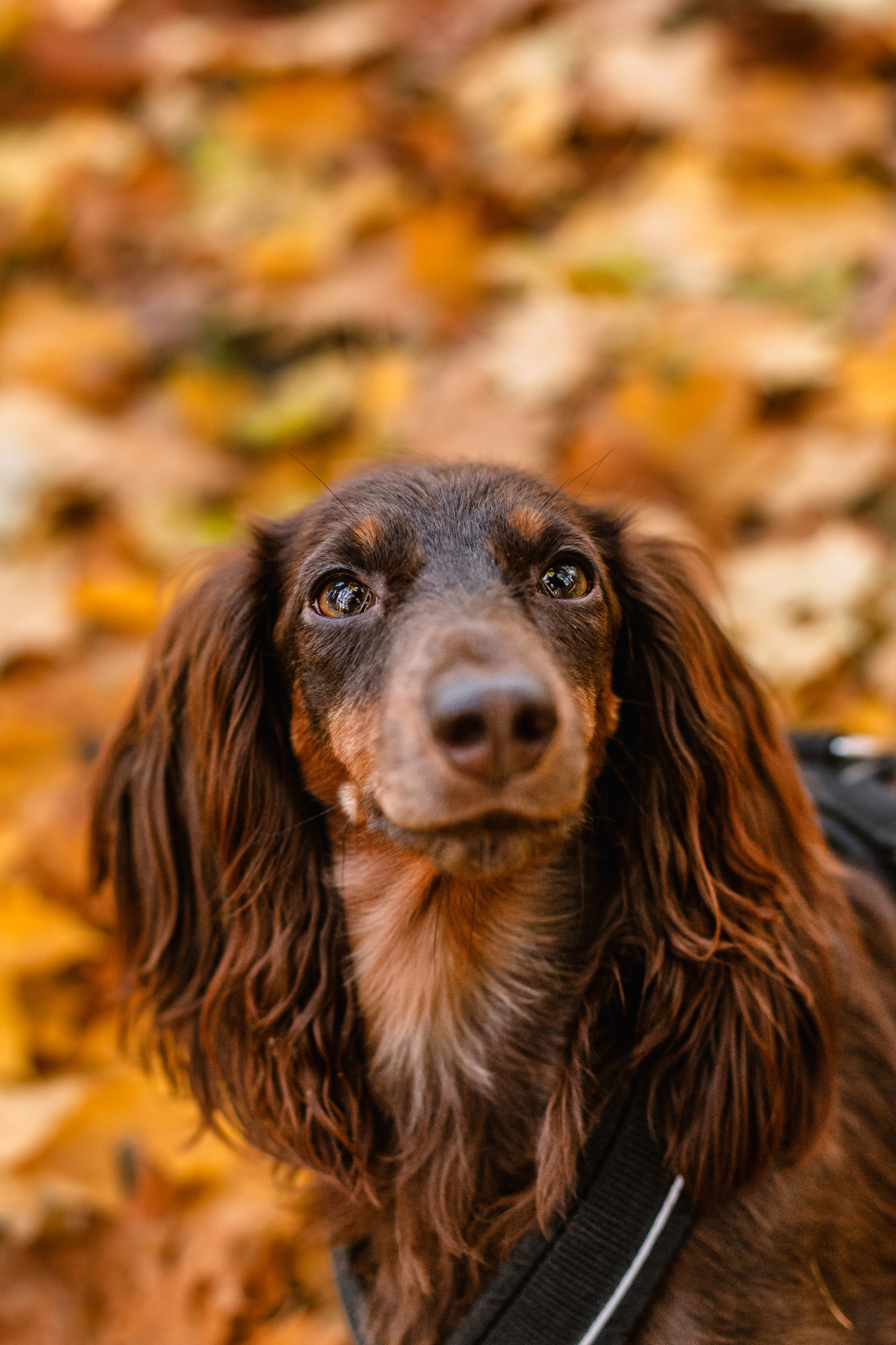 Света, Хайди, Богдана. Фотограф-анималист Татьяна Степанова
