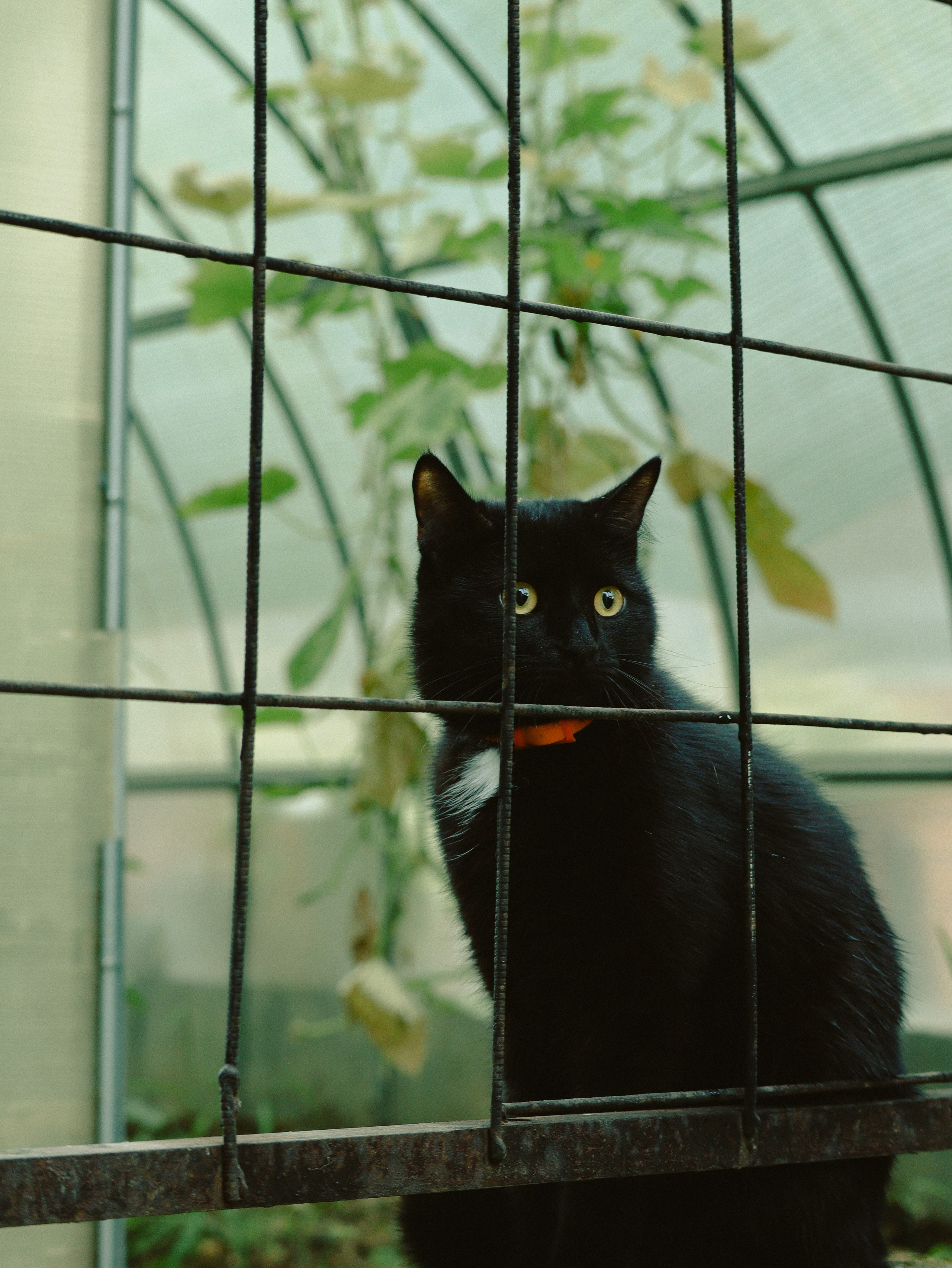 Питомцы. Кинематографичный фотограф, видеограф Лина Плешакова, Санкт-Петербург