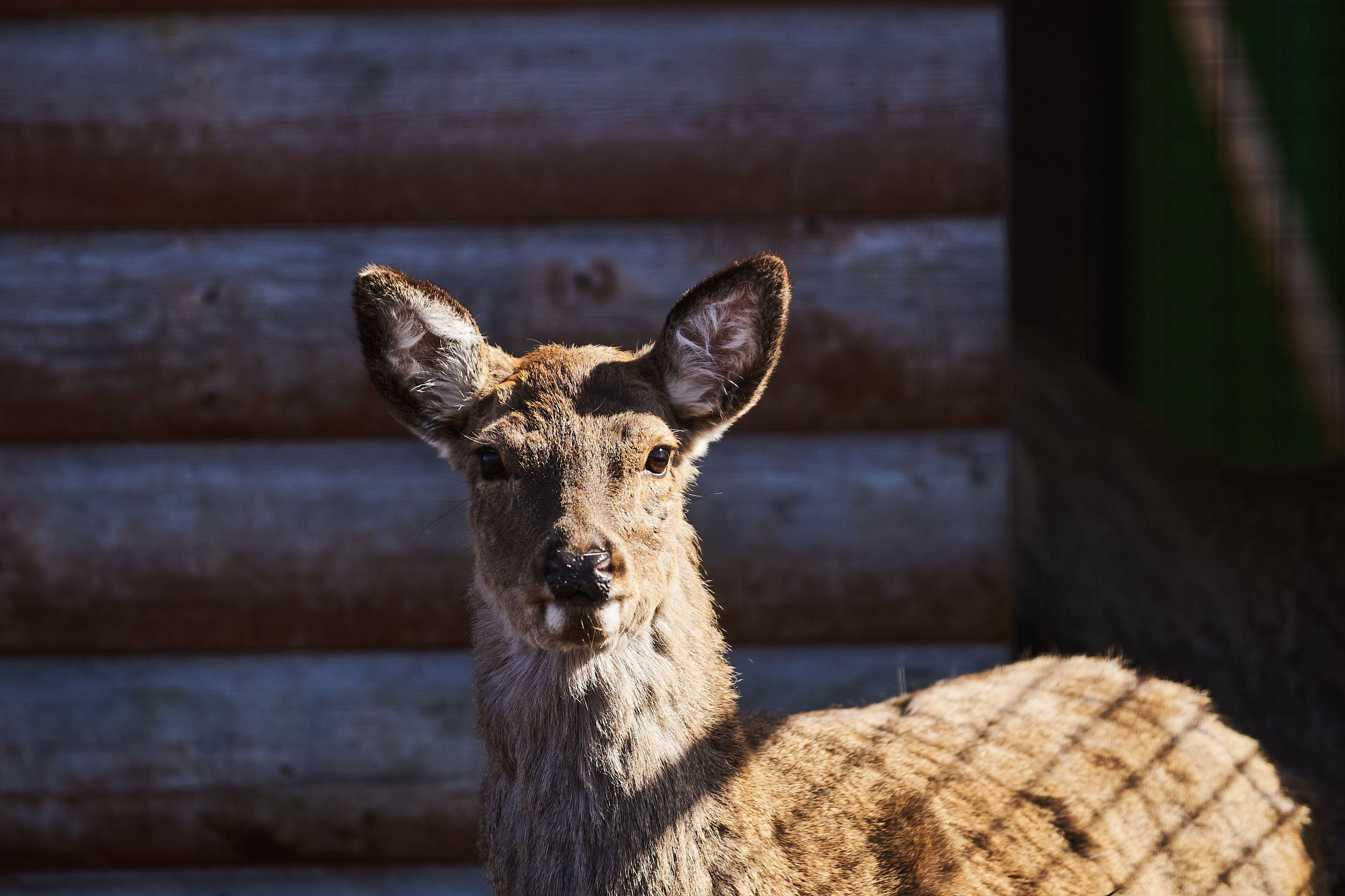 Зоопарк Иваново. Фотограф в Иваново: Каталожная съемка одежды и постельного белья, Wildberries