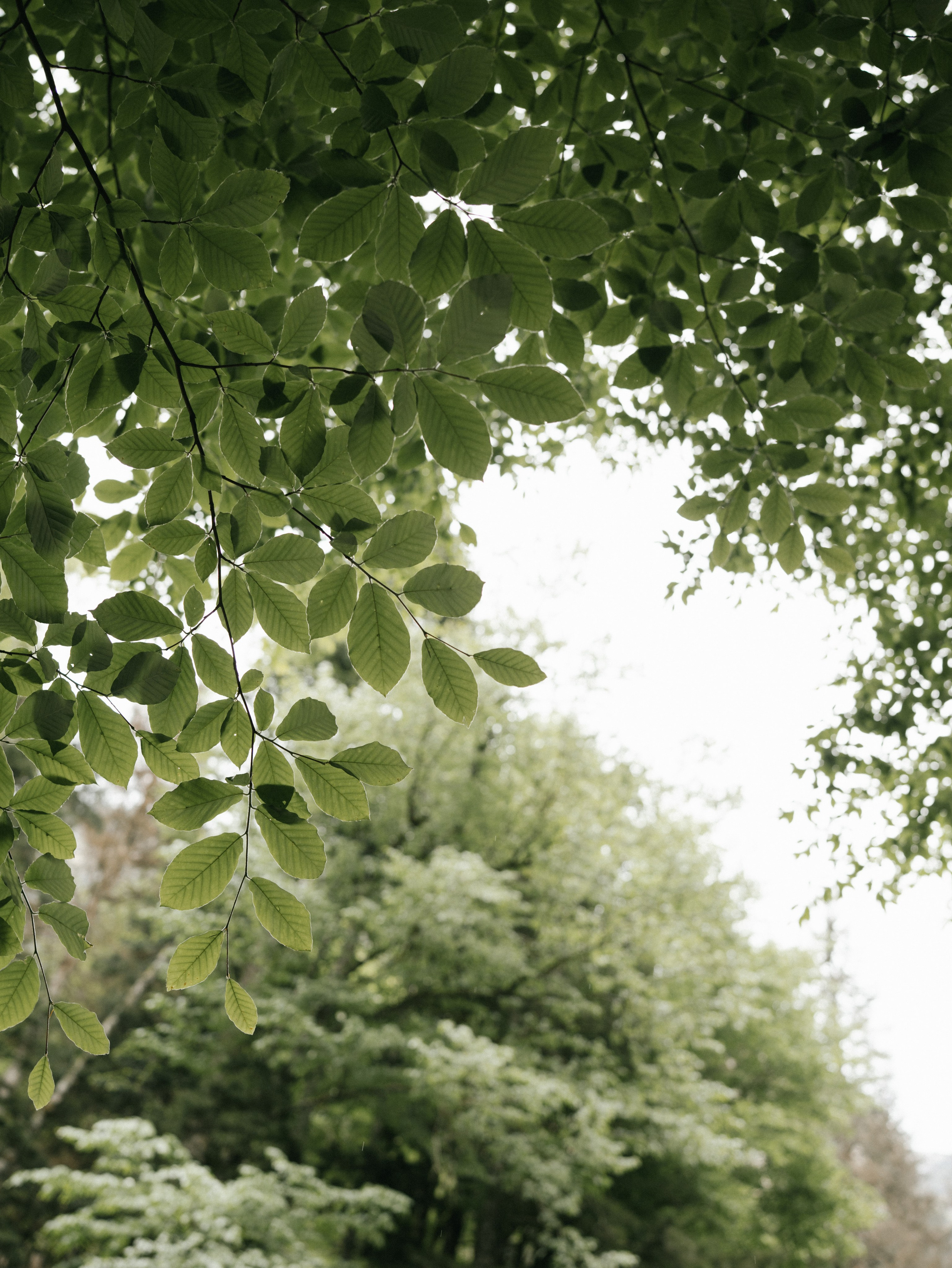 Съемка Love story (лавстори) Кирилла и Кристины. Свадебный фотограф Ирина Беляева Пятигорск|Кисловодск|Эльбрус|Домбай