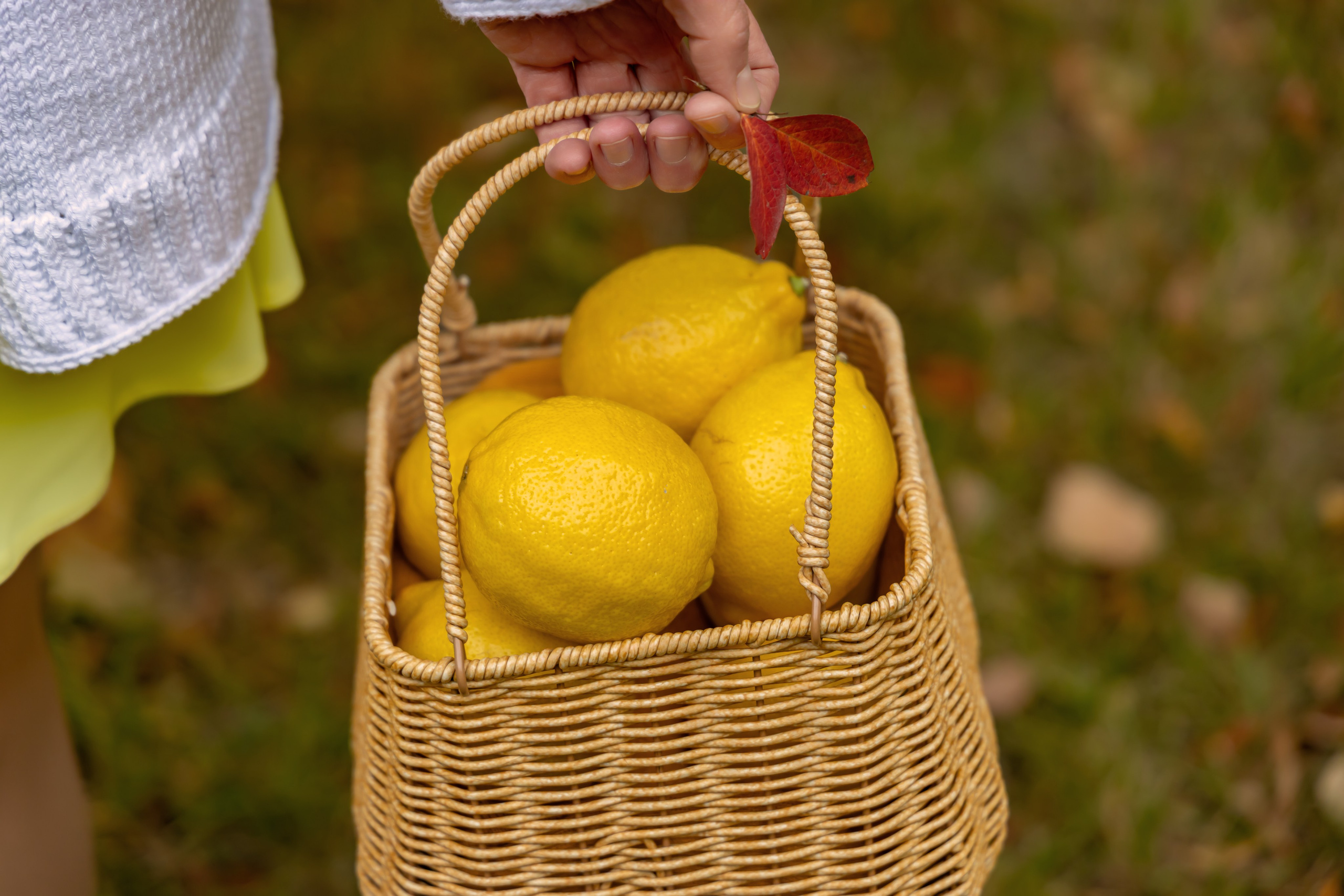 Жёлтая осень и ретро-велосипед. Репортажный, семейный и студийный фотограф в Москве Демин Алексей