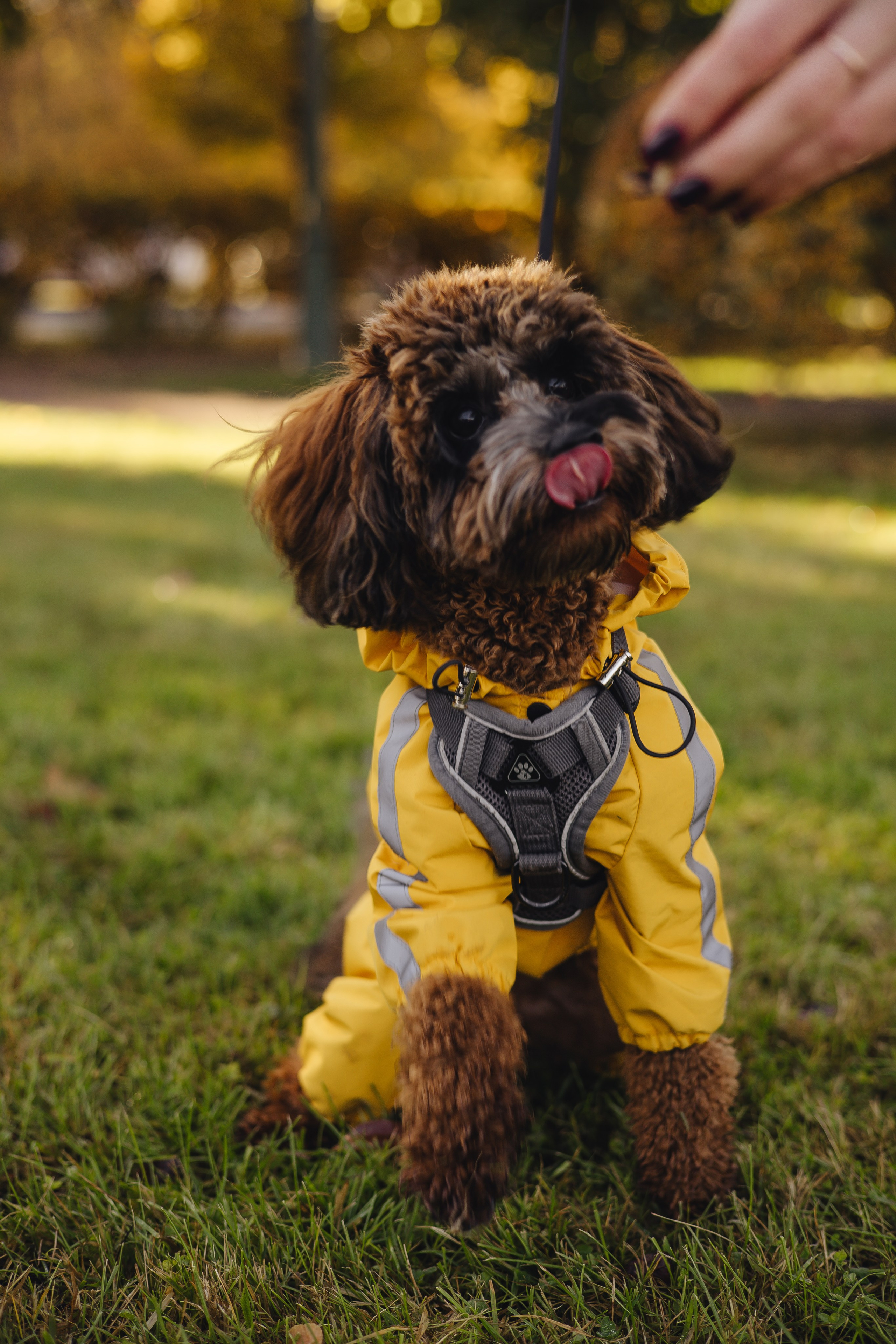 Летающая Мерси