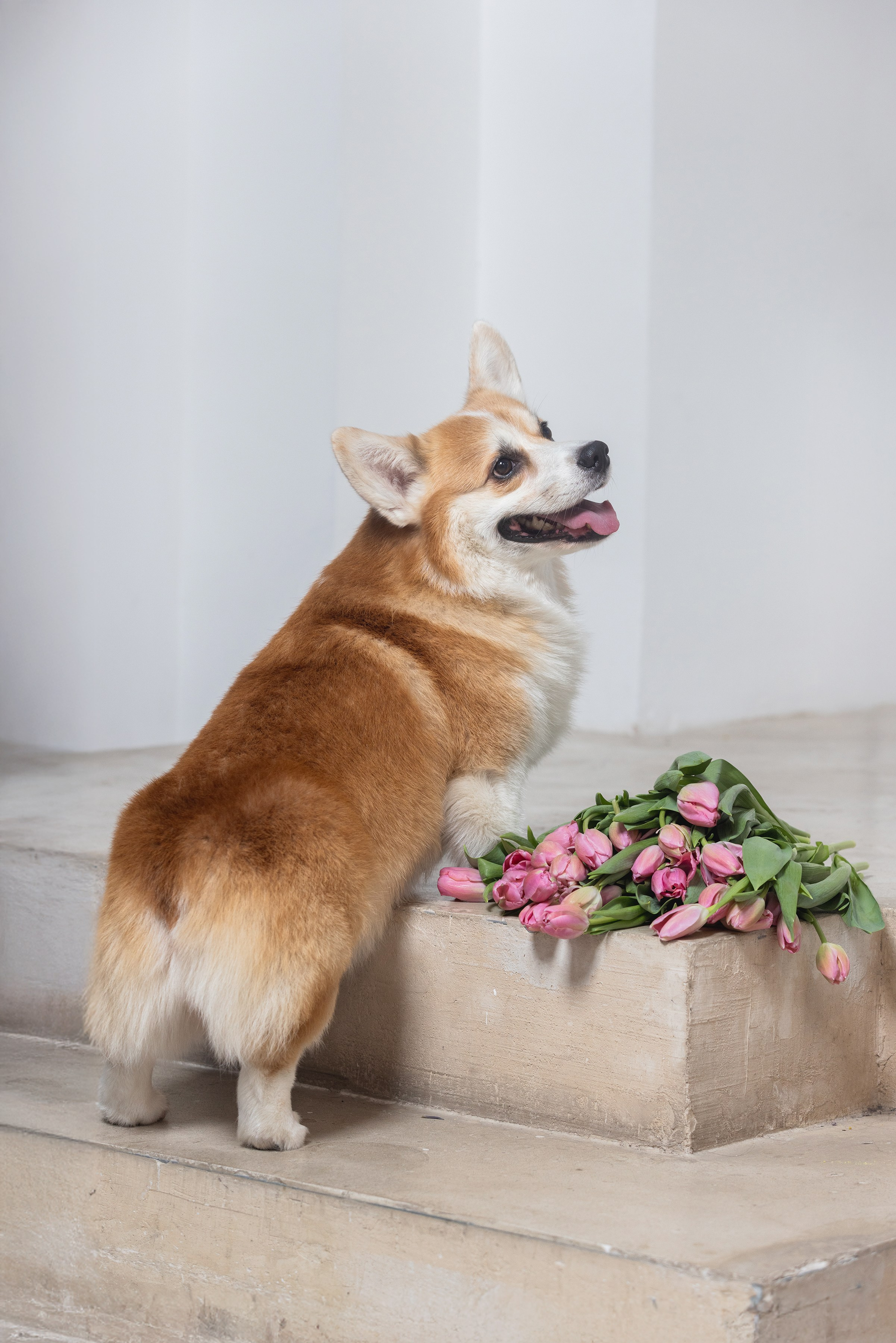 Собаки и не только. Фотограф Алена Звездина