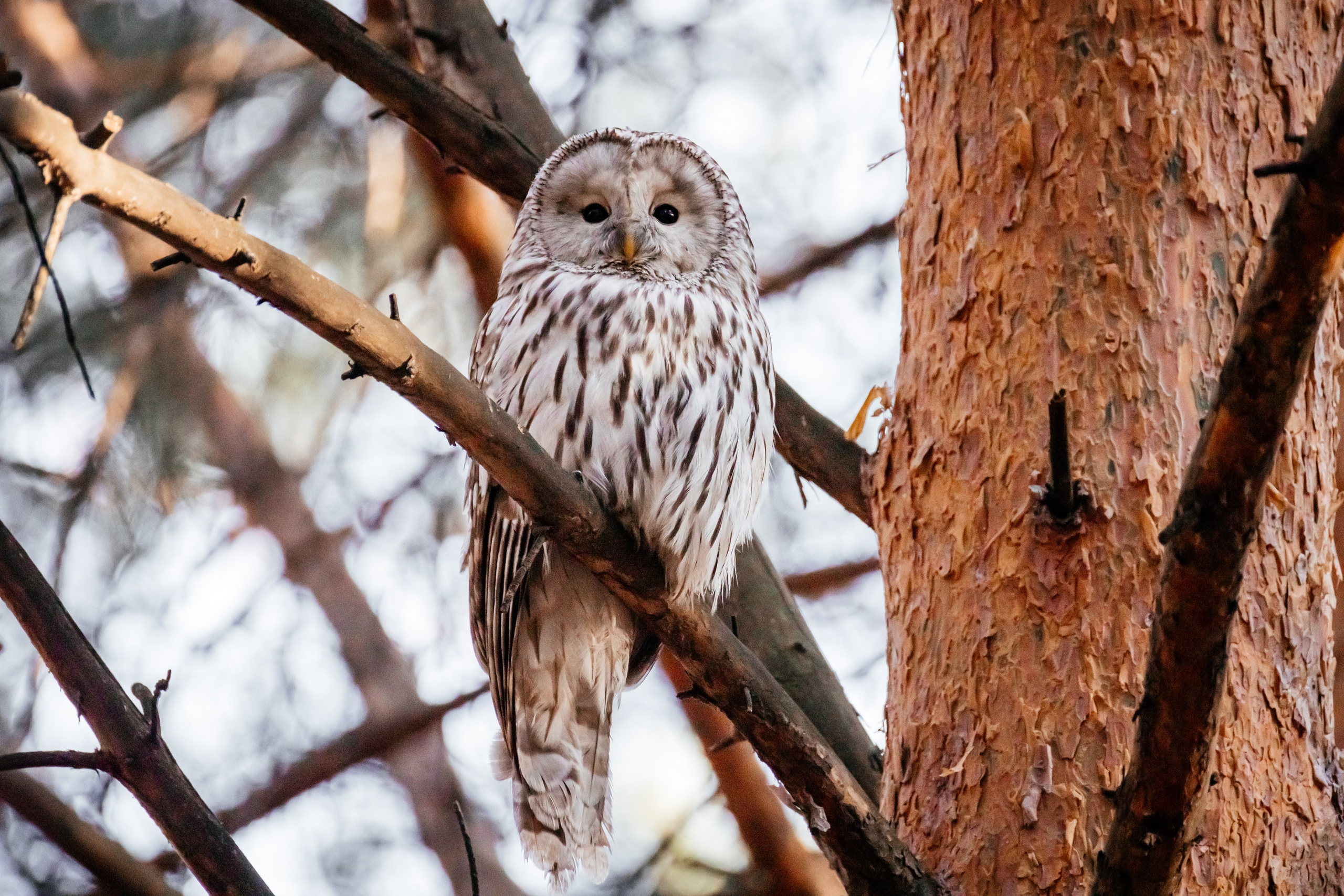 Природа. Фотограф в Красноярске Оксана Корчагина