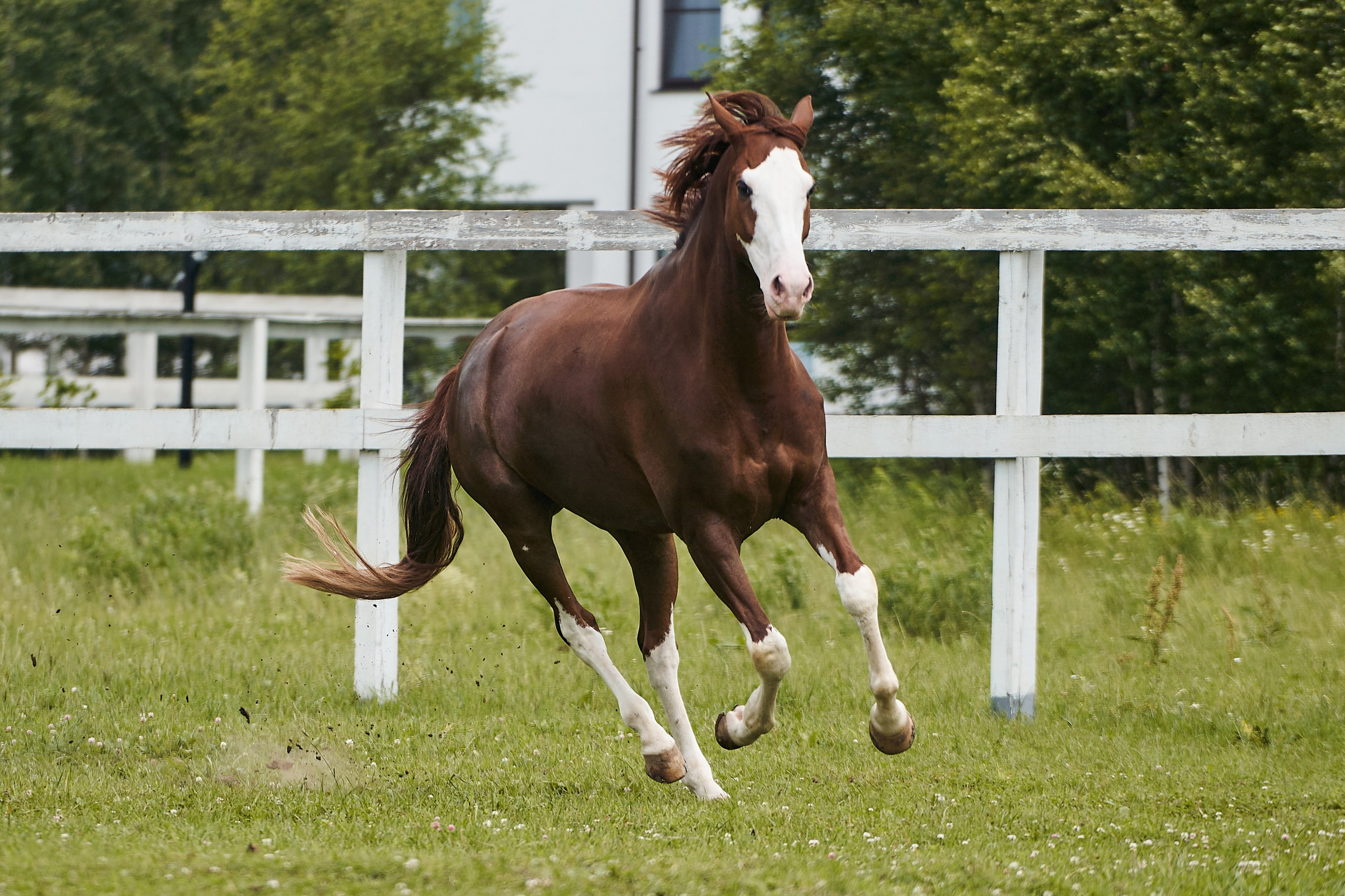 Хэмилтон, полукровный, КСК «Звёздный». Фотосессии с лошадьми в Москве, Новосибирске