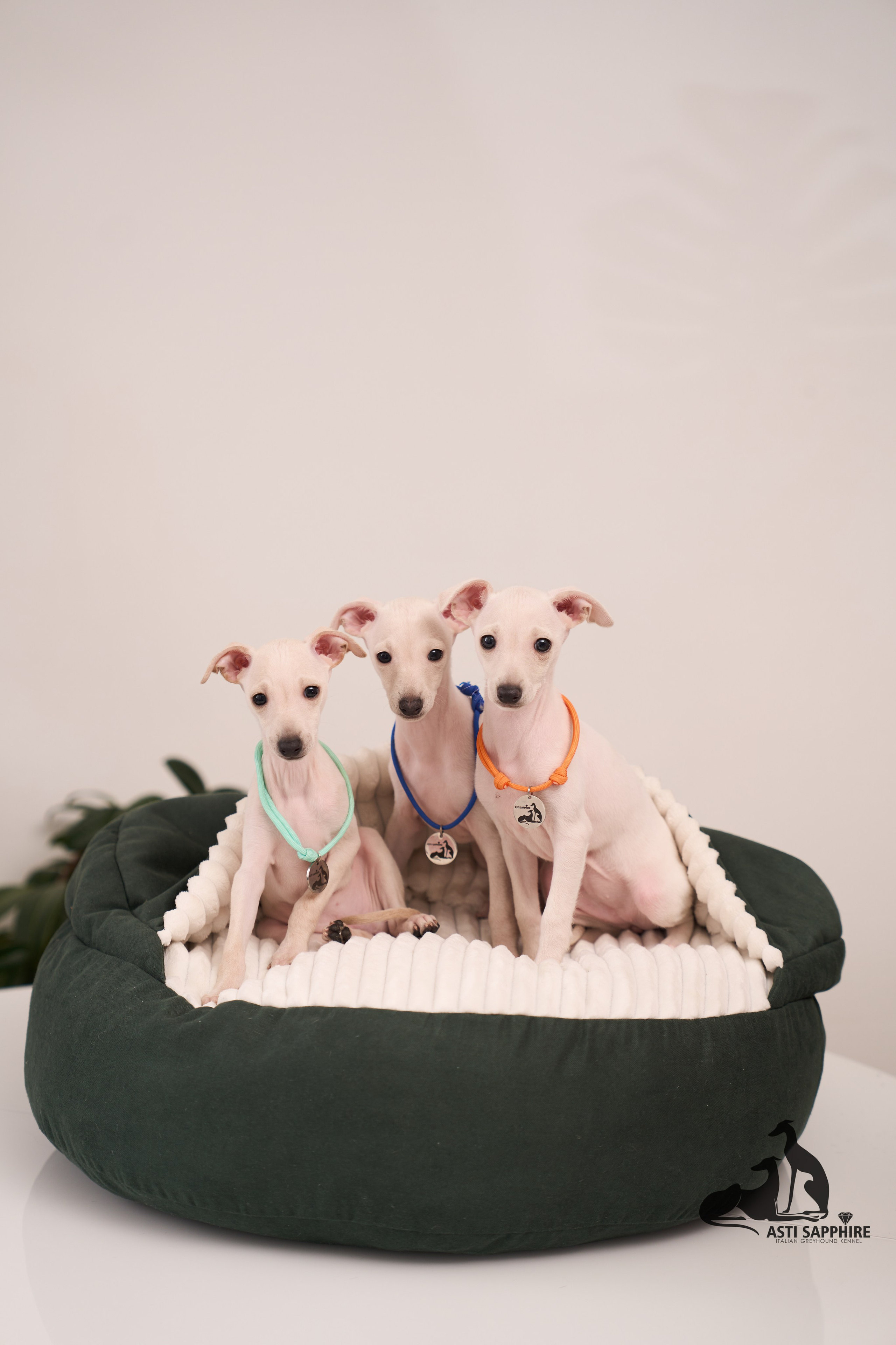 фотосессия Щенков в краснодаре