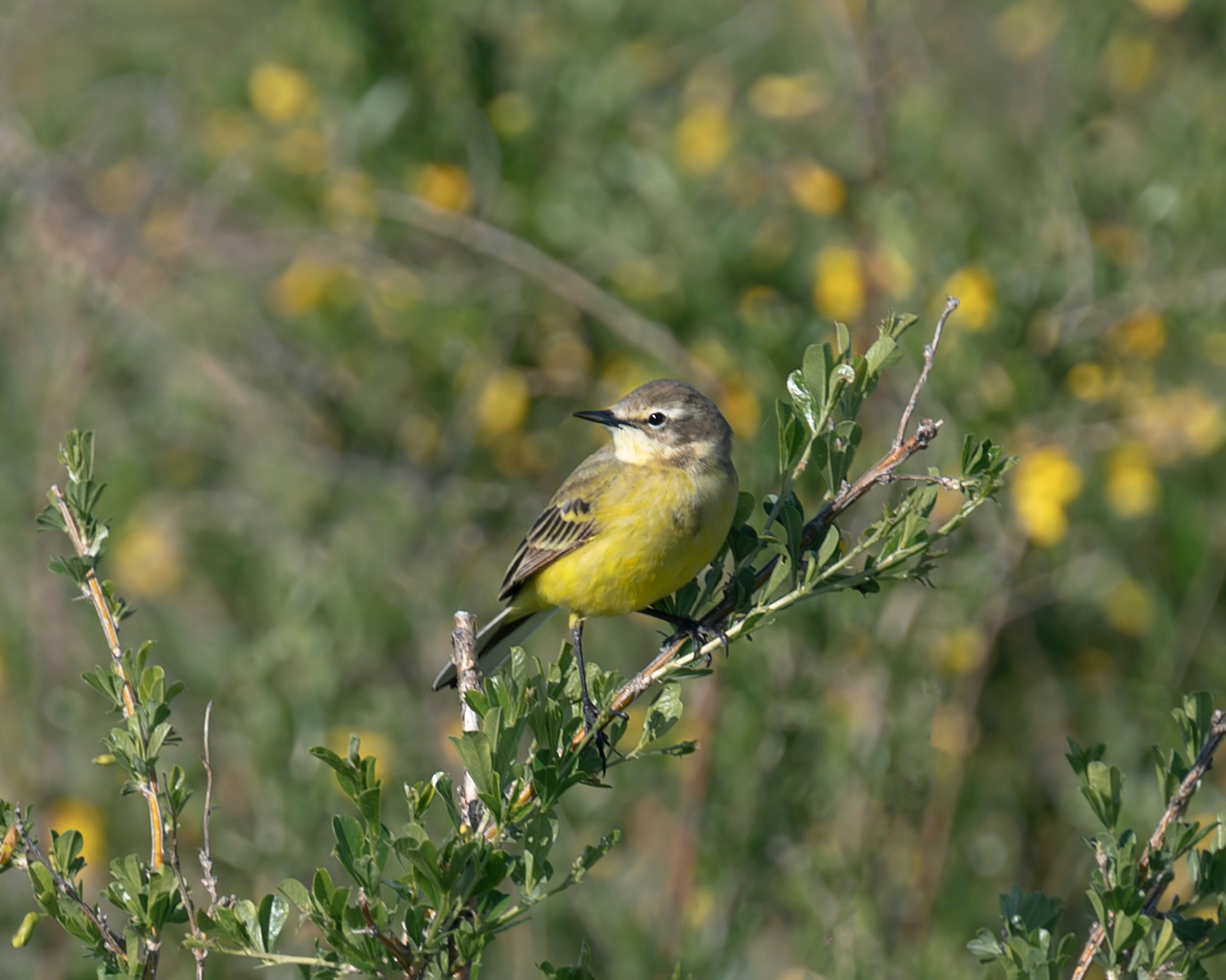 Оренбуржье. Портретный фотограф в Челябинске Катерина Руди