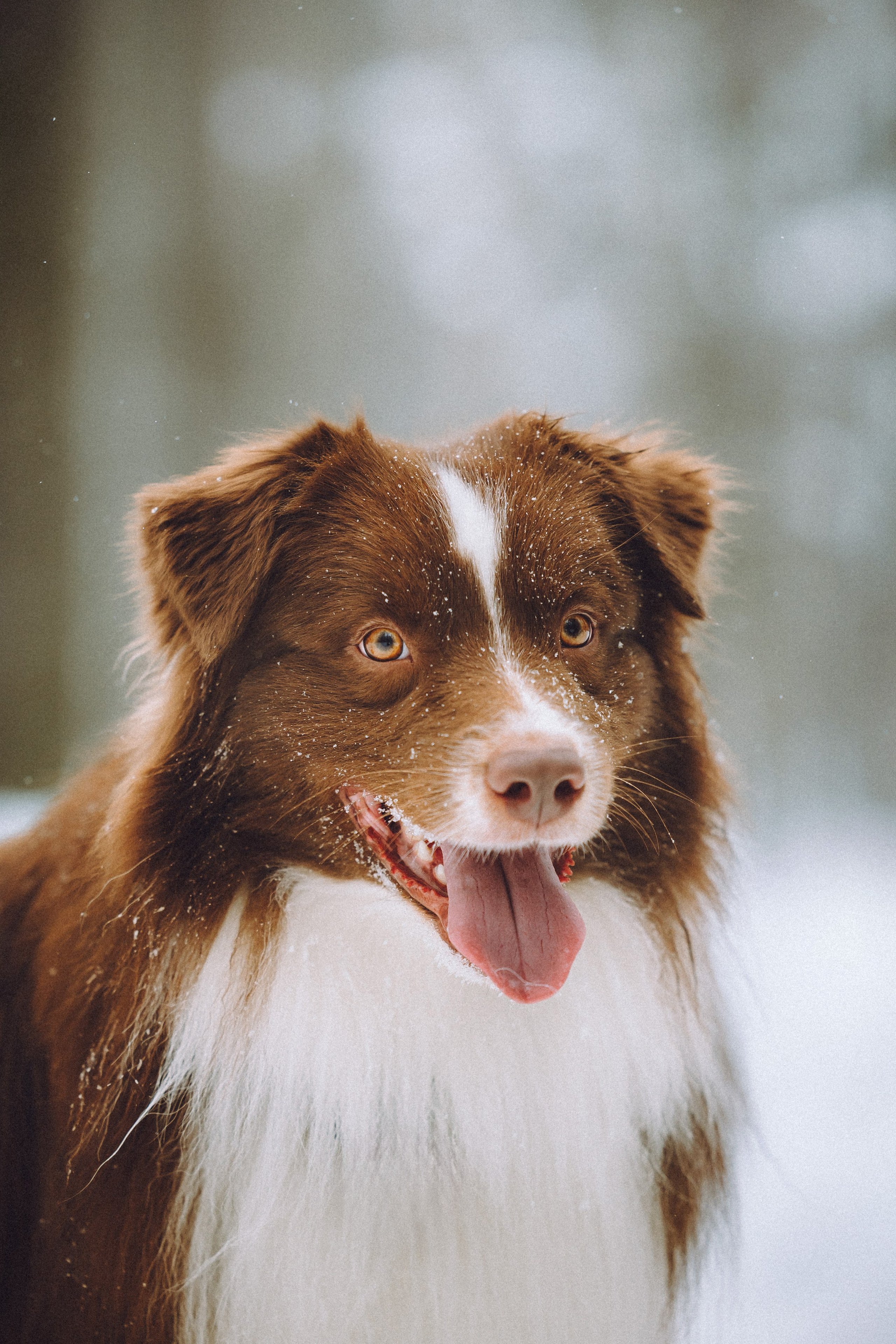 Лена, Принц и Фенек