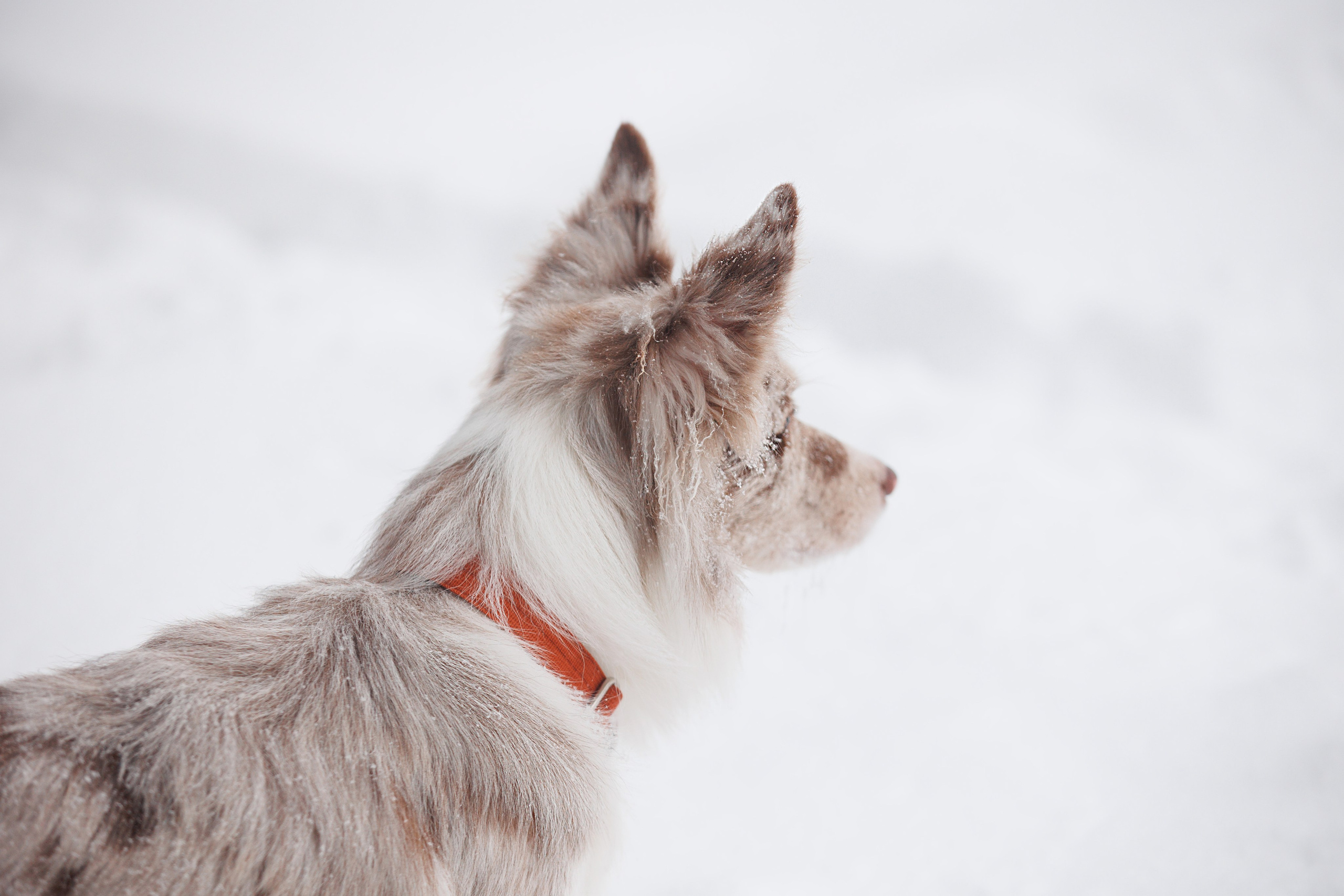 Даша и компания. Фотограф анималист Кристина Карпова, Москва