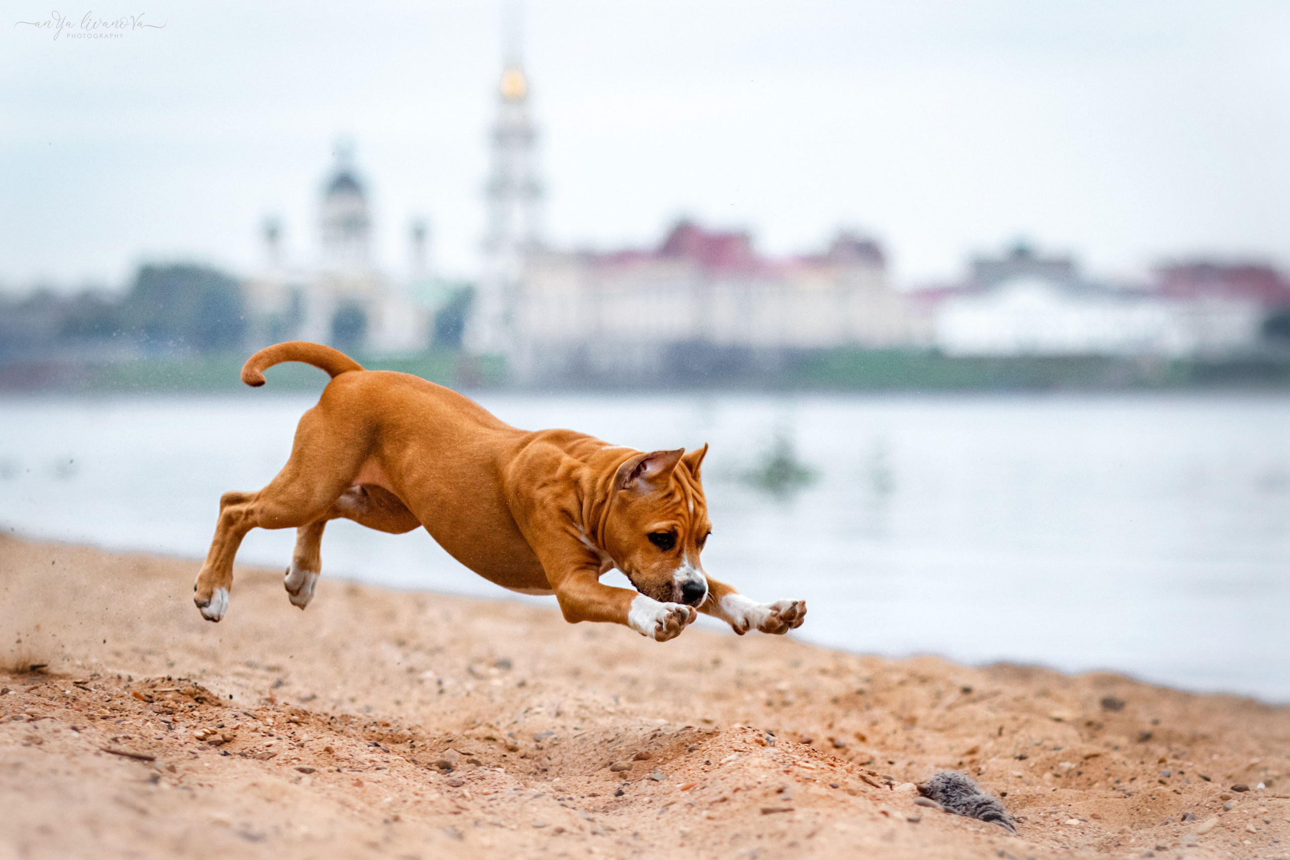 Винт и Дея. Фотограф анималист Аня Ливанова | Рыбинск