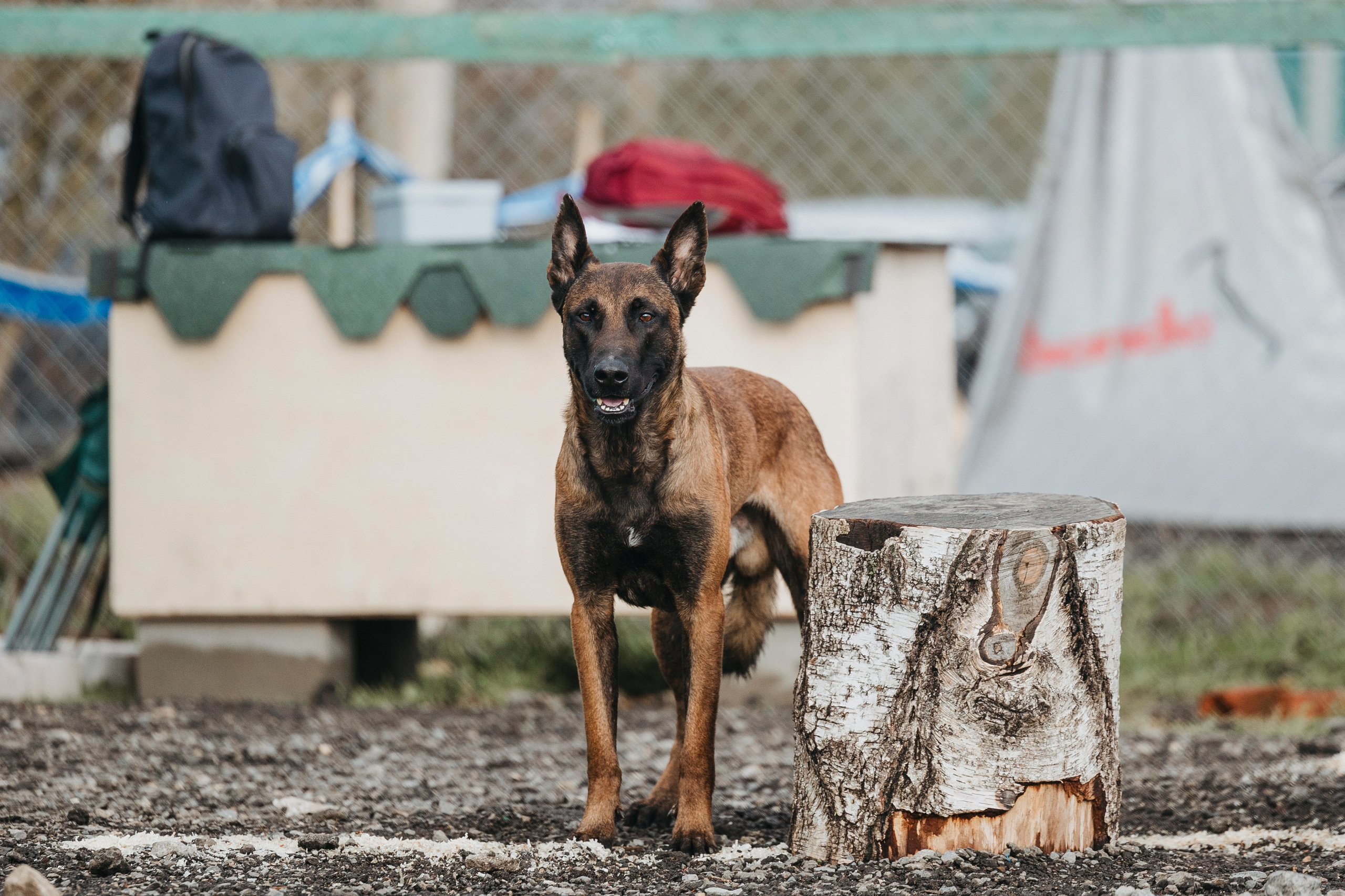 09.05.25 Вологда соревнования. Фотограф-анималист Анна Маринич