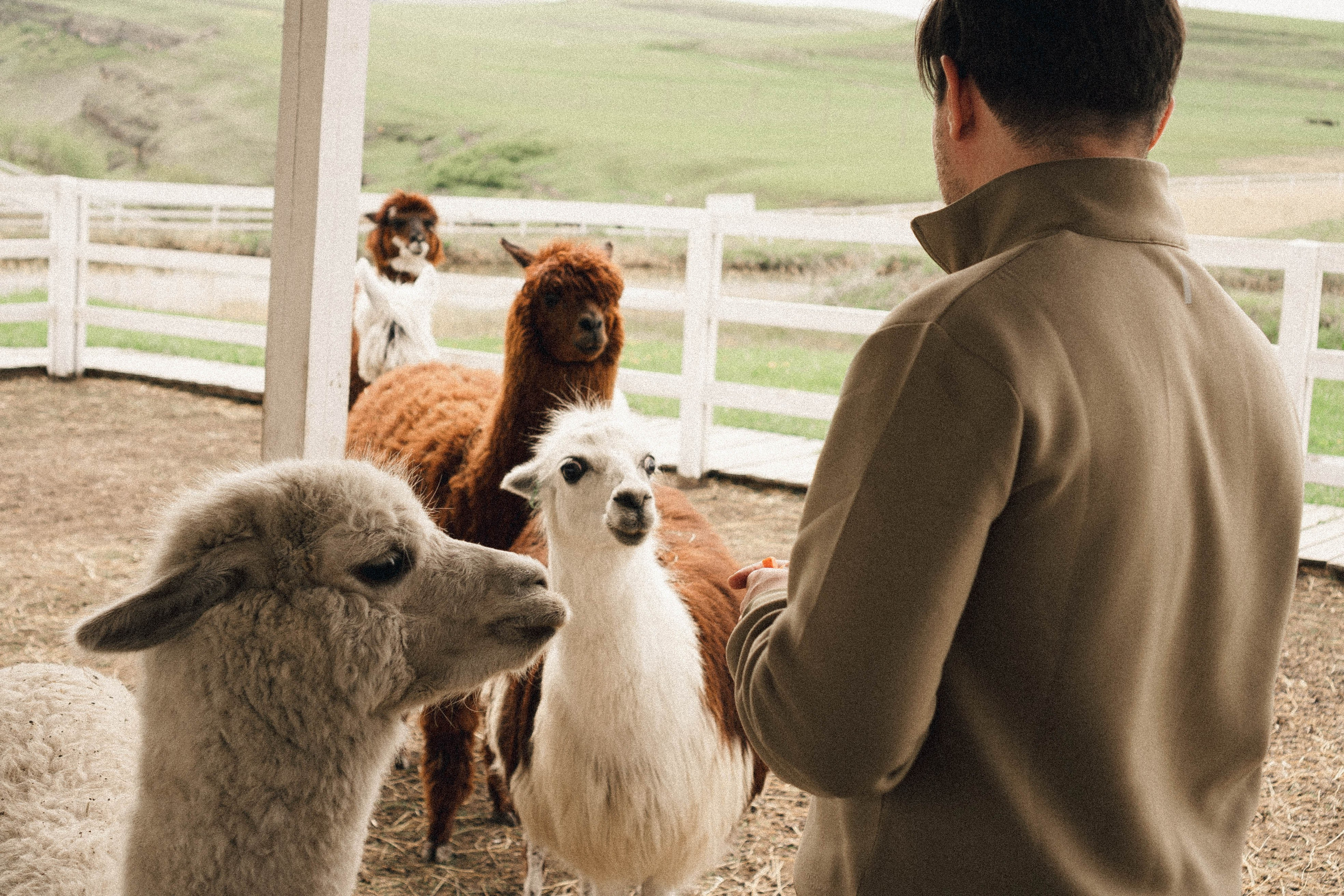 Ферма Альпак. Профессиональный фотограф, Санкт-Петербург — Виктория Богомолова