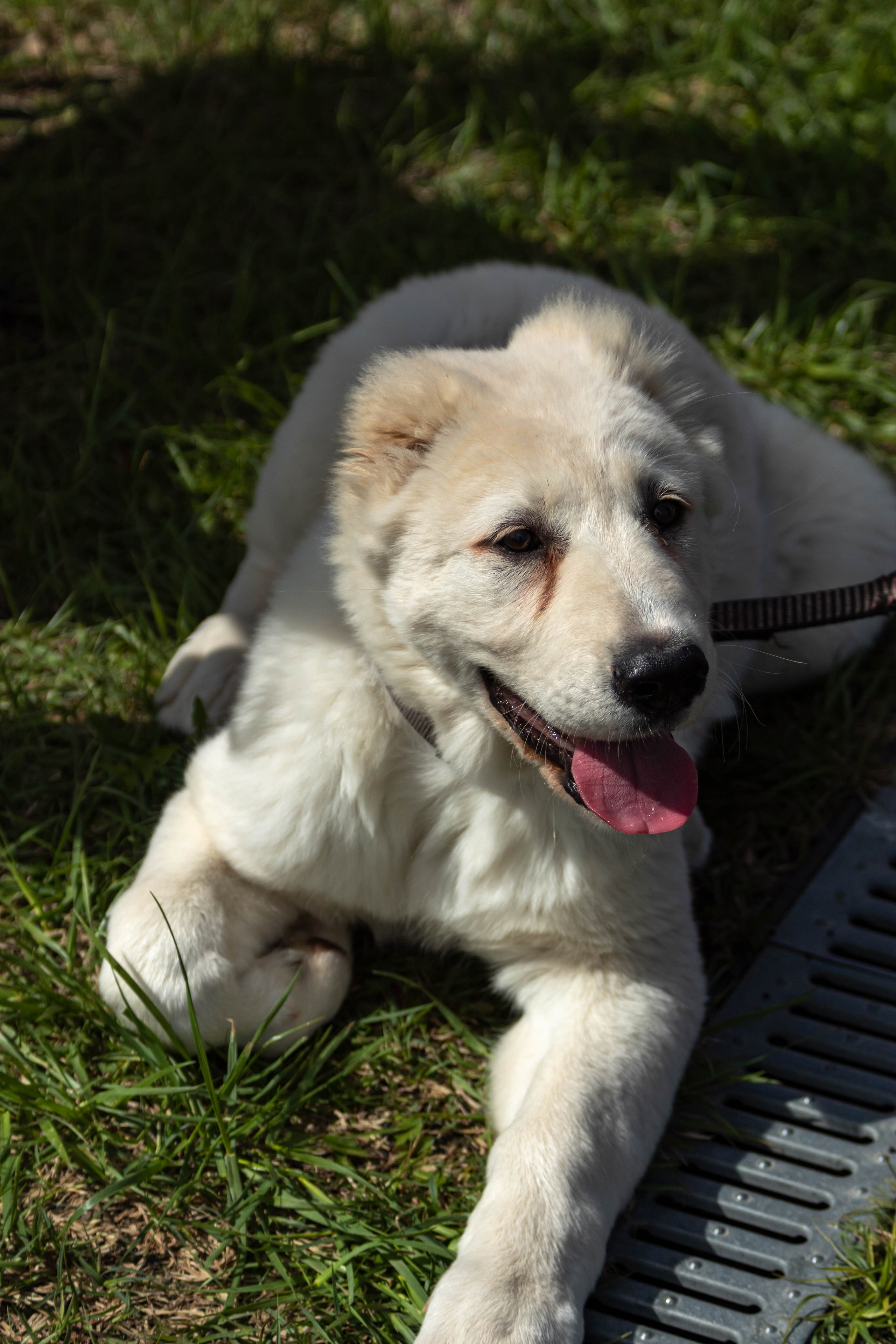 Фотограф анималист для выставки собак в Туле. Фотограф анималист — Тула, Москва